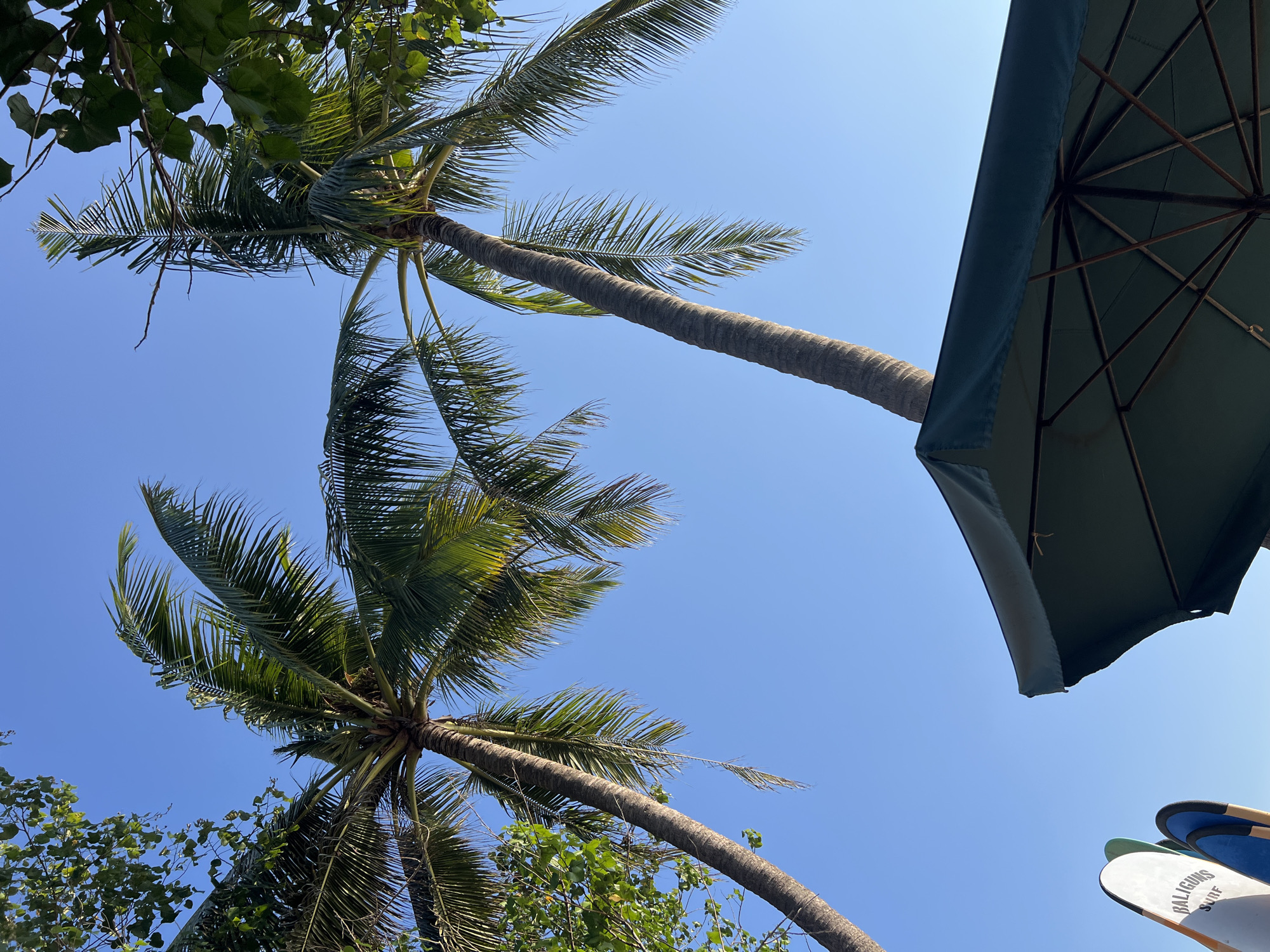 In Kuta, Indonesia, the clear blue sky is a backdrop for two tall palm trees reaching upwards, their fronds creating a tropical silhouette. In the foreground, a dark green umbrella, partially open, casts a shadow and its skeletal structure is visible from underneath. To the left, a few surfboards lean against each other, one of them displaying the text "BALIGUNS SURF". The scene suggests a relaxed, beachside atmosphere, possibly a resort or a cafe near the coast. The lighting indicates it's daytime, with the sun high in the sky.