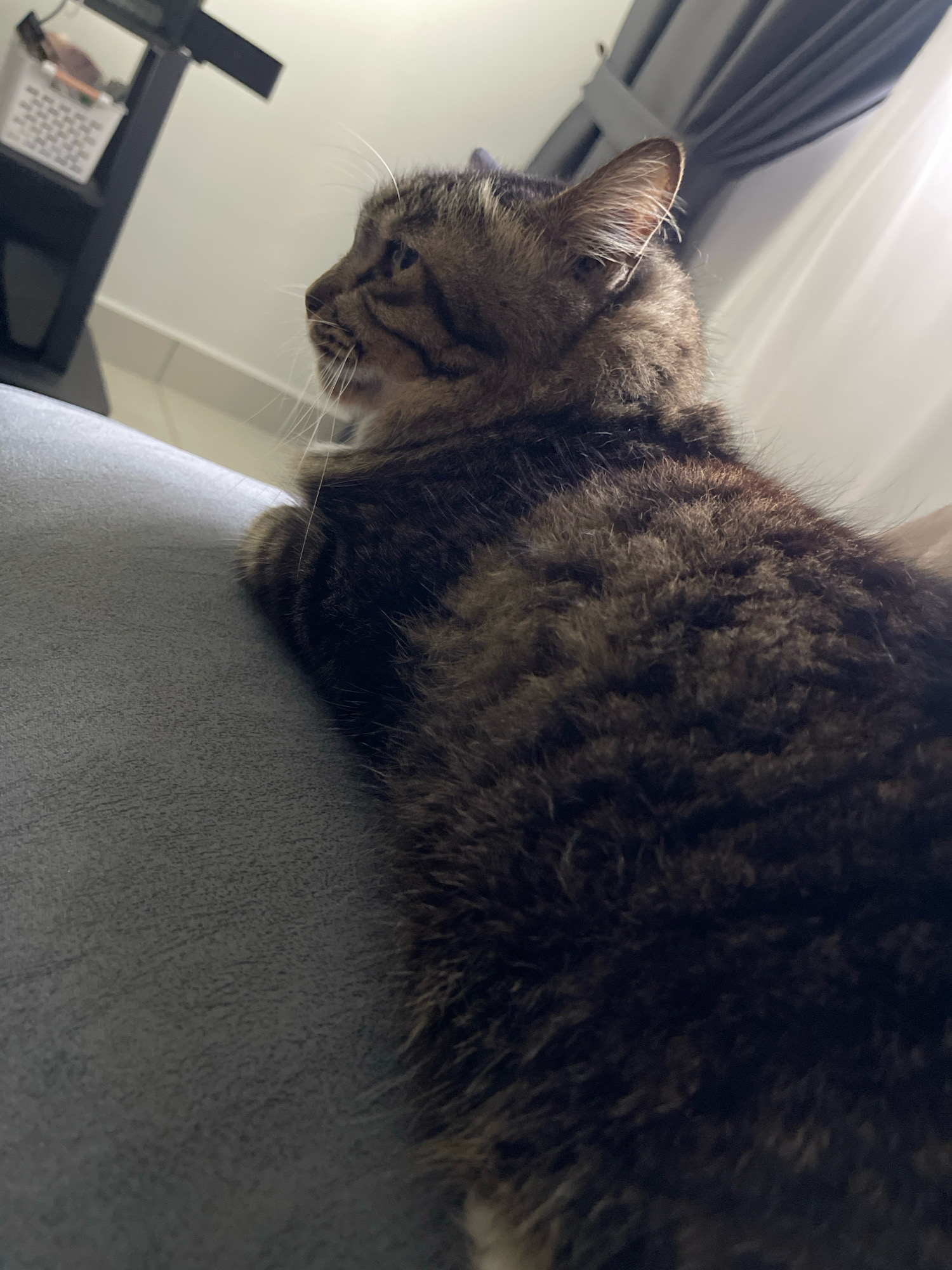 A domestic short-haired tabby cat is resting on a grey sofa. The cat is positioned in the lower right quadrant of the frame, facing left, with its head turned upwards. Its fur is a mix of brown, black, and grey tabby markings. In the background, a black shelving unit with a white basket is visible, and beyond that, a white curtain hangs. The scene appears to be indoors.