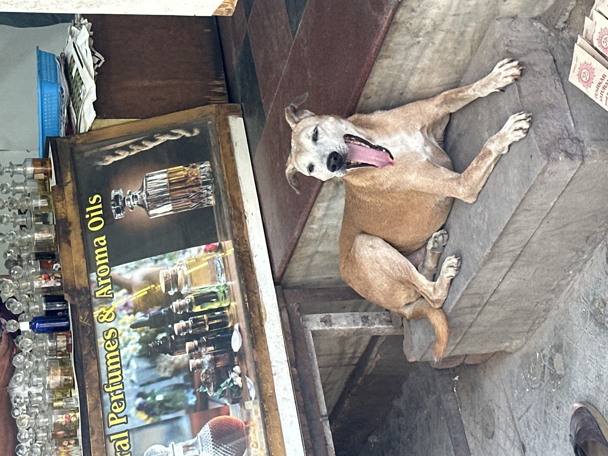 The image depicts a brown dog with its mouth wide open in a yawn, resting on a stone step in front of a shop. The shop appears to be selling perfumes and aroma oils, as indicated by the sign that reads "ral Perfumes & Aroma Oils" and the display of numerous small glass bottles filled with liquids on a shelf above. Behind the dog and to the right, there is a stack of papers and a blue basket. The environment suggests a street or market setting, likely in Pushkar, India, given the branding on the small paper packets visible at the bottom right of the image, which include the text "Pushkar Natural". The dog is the primary subject, positioned centrally and prominently in the foreground.