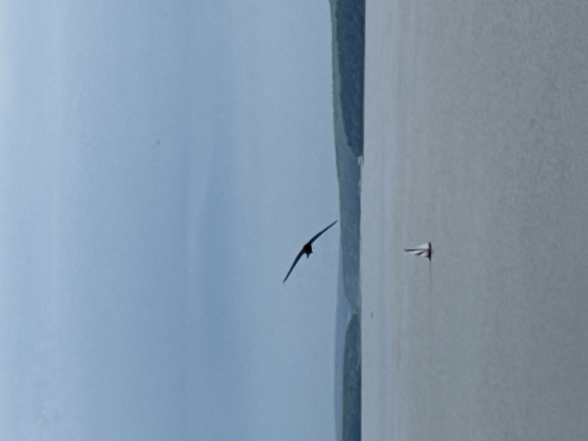 A wide, overcast shot captures a serene body of water, likely a reservoir or lake, under a pale blue sky. The water is calm with gentle ripples. In the distance, a lush, tree-covered shoreline stretches horizontally across the frame, forming a soft, undulating horizon.
Dominating the sky is the silhouette of a large bird in mid-flight, wings fully extended as it soars downwards and to the right. Below the bird, and closer to the viewer, a small sailboat with a red and white sail navigates the tranquil waters. The sailboat is centered horizontally and positioned slightly above the bottom third of the image.
The overall scene evokes a sense of quietude and natural beauty. The location is the Votkinsk Reservoir, near the city of Votkinsk, Russia, a popular destination for recreational activities.