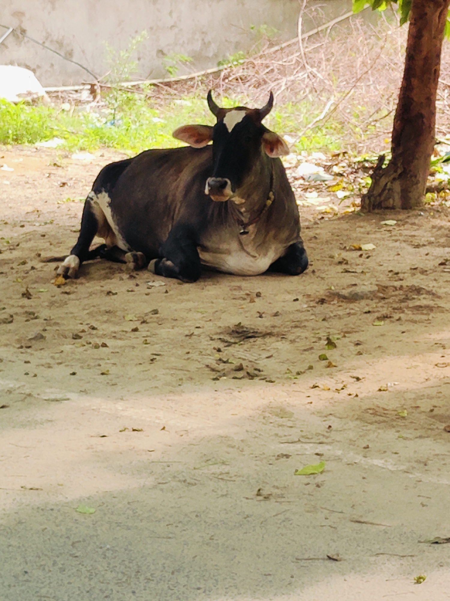 A dark-colored cow with white markings on its forehead and legs is lying down on a dirt path. The cow is facing the camera and has small horns and ears. It is wearing a bell around its neck. The background consists of dry vegetation, a tree trunk to the right, and a concrete wall. The ground is covered in dirt and small pebbles, with some green foliage scattered around. The scene appears to be outdoors in a rural or semi-urban area.