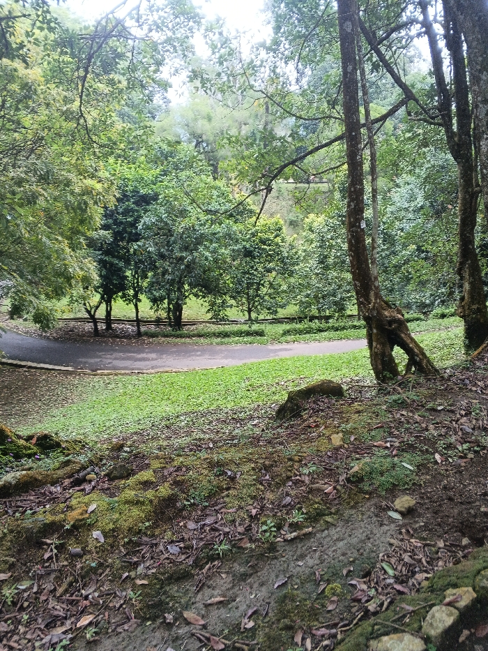 This image depicts a heavily vegetated outdoor environment located in the city of Tah, Vietnam. The foreground features a gently sloped, uneven terrain composed of dark soil, scattered dry leaves, and numerous patches of vibrant green moss, interspersed with small rocks. On the right, the lower portions of several tree trunks with rough bark and exposed, gnarled roots are visible.
In the midground, a dark gray, asphalt or paved path curves horizontally from left to right, bordered by a strip of manicured green grass. Beyond the path, a dense line of smaller, lush green trees forms a barrier. Further back in the midground, a dark, linear feature, consistent with railway tracks or a narrow service road, runs horizontally.
The background consists of a dense canopy of mature trees with varying shades of green foliage, effectively obscuring the sky. No individuals, animals, or specific actions are discernible within the frame. The overall lighting is uniform, suggesting overcast conditions or a deeply shaded area.