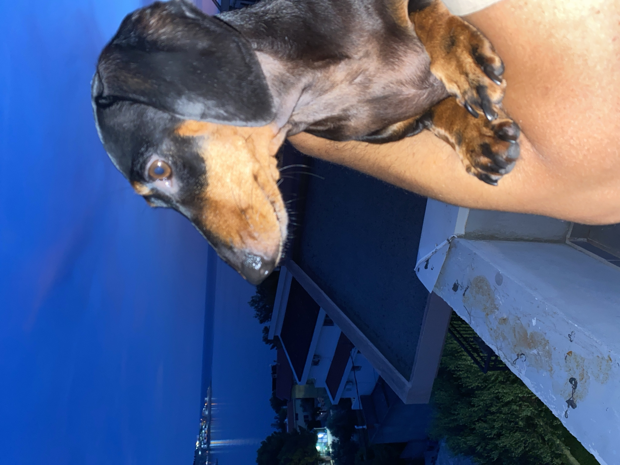 A black and tan dachshund is being held by an individual on a balcony at dusk. The dog is looking out over a body of water and a coastline dotted with buildings and lights. The sky is a deep blue with hints of pink and orange from the setting sun. The balcony railing in the foreground is weathered and stained. In the background, there are several multi-story buildings and lush green trees. The water reflects the lights from the distant shore. The image appears to be taken in the town of Šušanj, Montenegro.