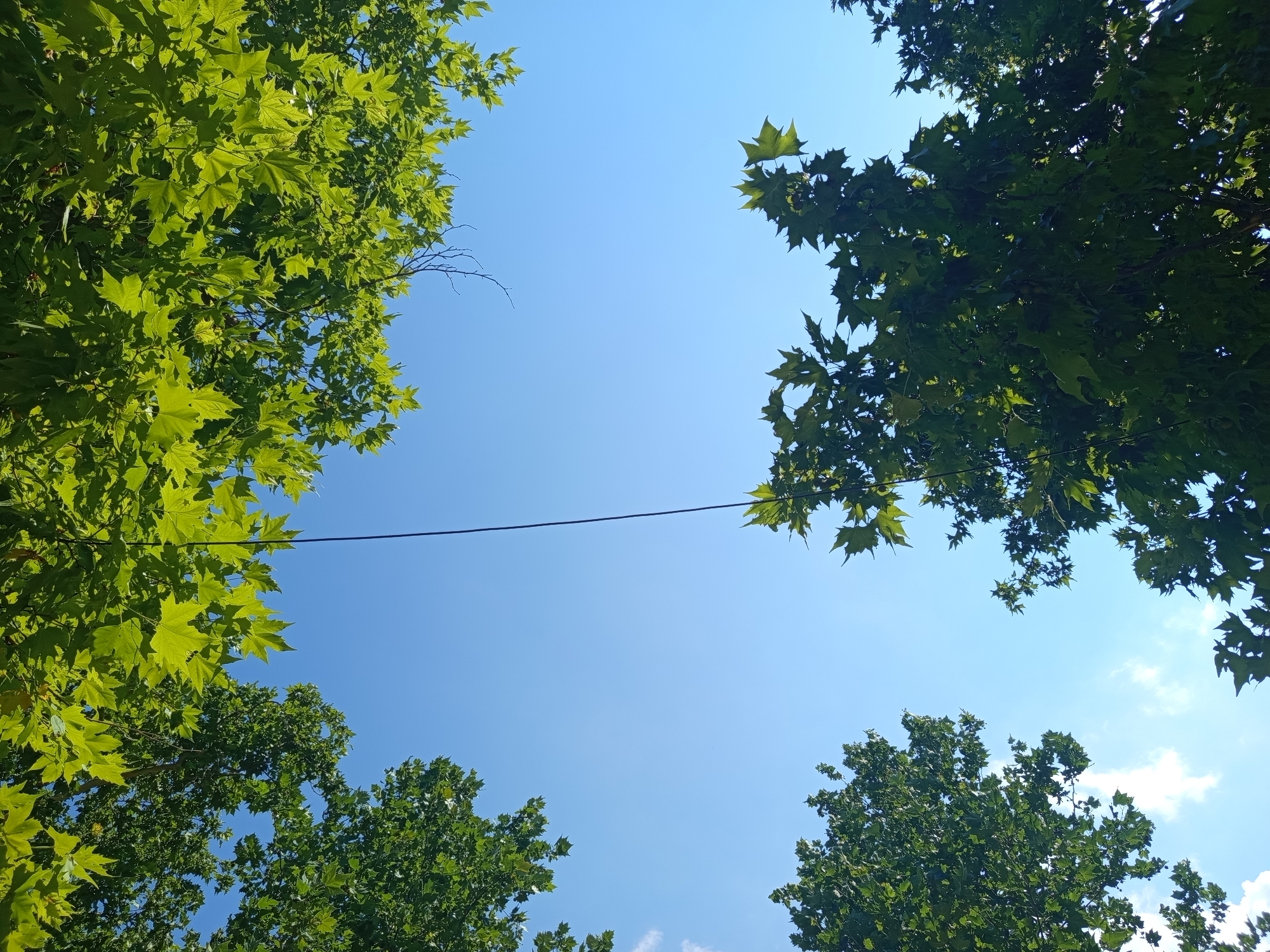 The image is a low-angle shot of a clear blue sky, framed by the lush green foliage of trees in Mostar, Bosnia and Herzegovina. The leaves are vibrant, with some catching the sunlight and appearing bright green, while others are in shadow, appearing a darker green. A thin black wire stretches horizontally across the upper portion of the sky. The perspective is looking upwards from below the tree canopy, suggesting the trees are substantial and likely in a park or along a street. There are no people or animals visible in the image. The environment is natural and serene, dominated by the vibrant greenery and the expansive sky.