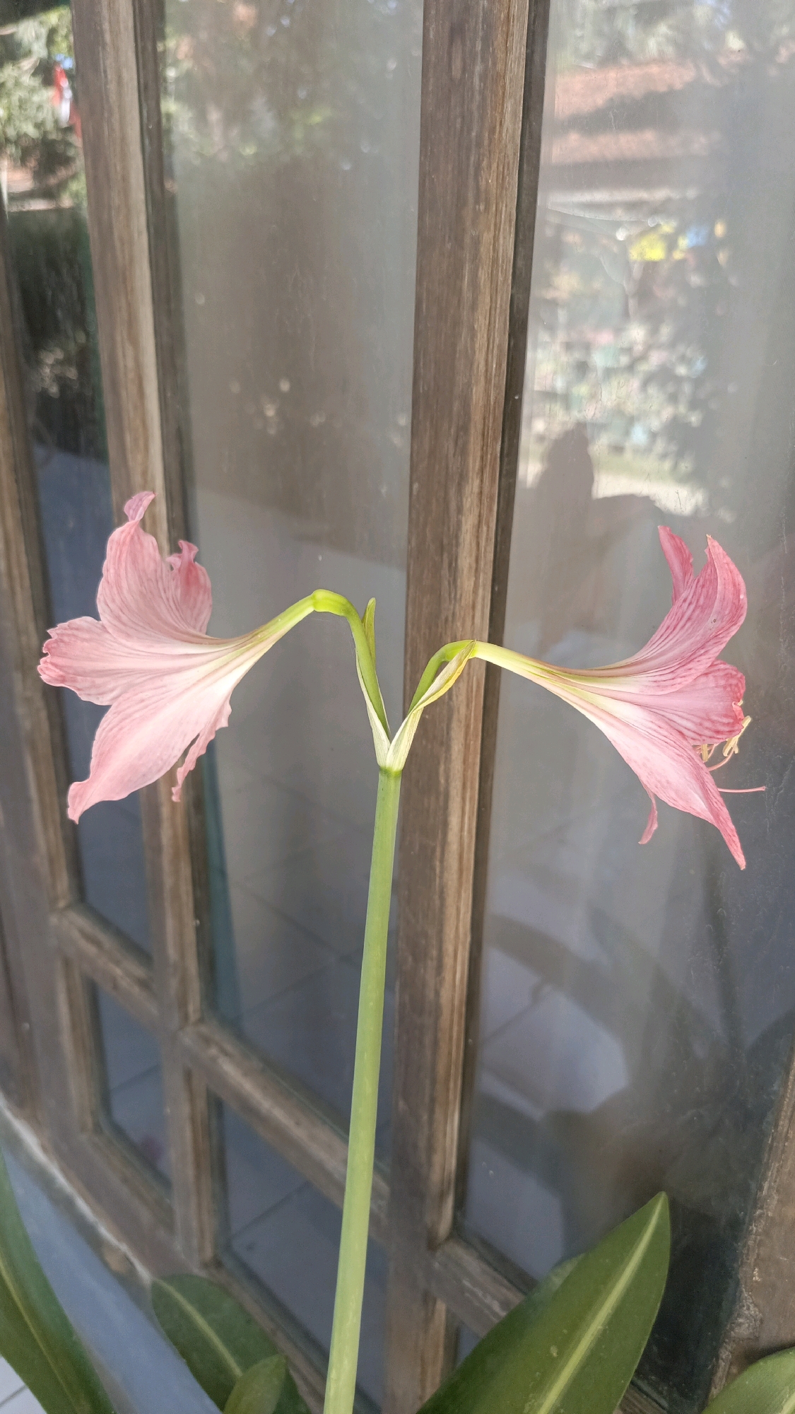 A close-up, eye-level shot features two delicate pink flowers with striped petals and yellow stamens, stemming from a single green stalk. The stalk emerges from green leaves at the bottom of the frame. The flowers are positioned in front of a rustic wooden window frame with multiple panes. The glass of the window is somewhat frosted or smudged, obscuring the view of an outdoor scene. In the blurred background, hints of foliage and structures suggest an outdoor environment, potentially in Kebumen, Indonesia. The lighting suggests it is daytime, with sunlight filtering through the window and creating soft shadows.