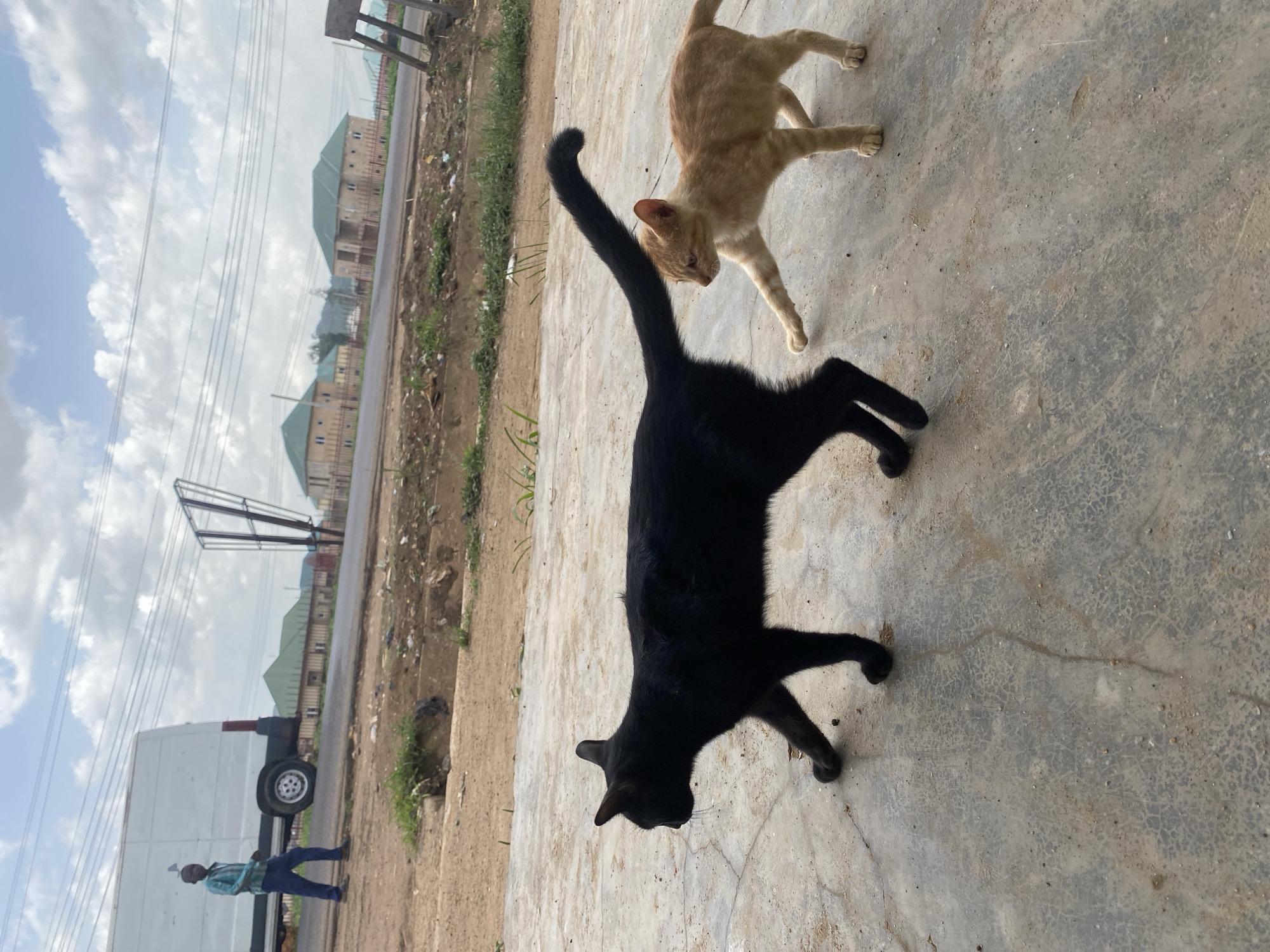 A slightly rotated, high-angle, full outdoor shot shows a black cat and an orange cat on a concrete surface next to a road in Riyom, Nigeria.
The black cat is in the center of the image, facing down with its tail straight up in the air. The orange cat is in the upper right corner of the image, facing left. The concrete surface is light gray and has some cracks and dirt.
To the left of the concrete surface is a strip of land with green grass and some dirt. In the background is a road with some buildings on the other side. Further in the background, to the left of the image, a white truck is present with a man in a light blue shirt and blue pants walking beside it. There is a metal structure and overhead wires visible, and the sky is cloudy.