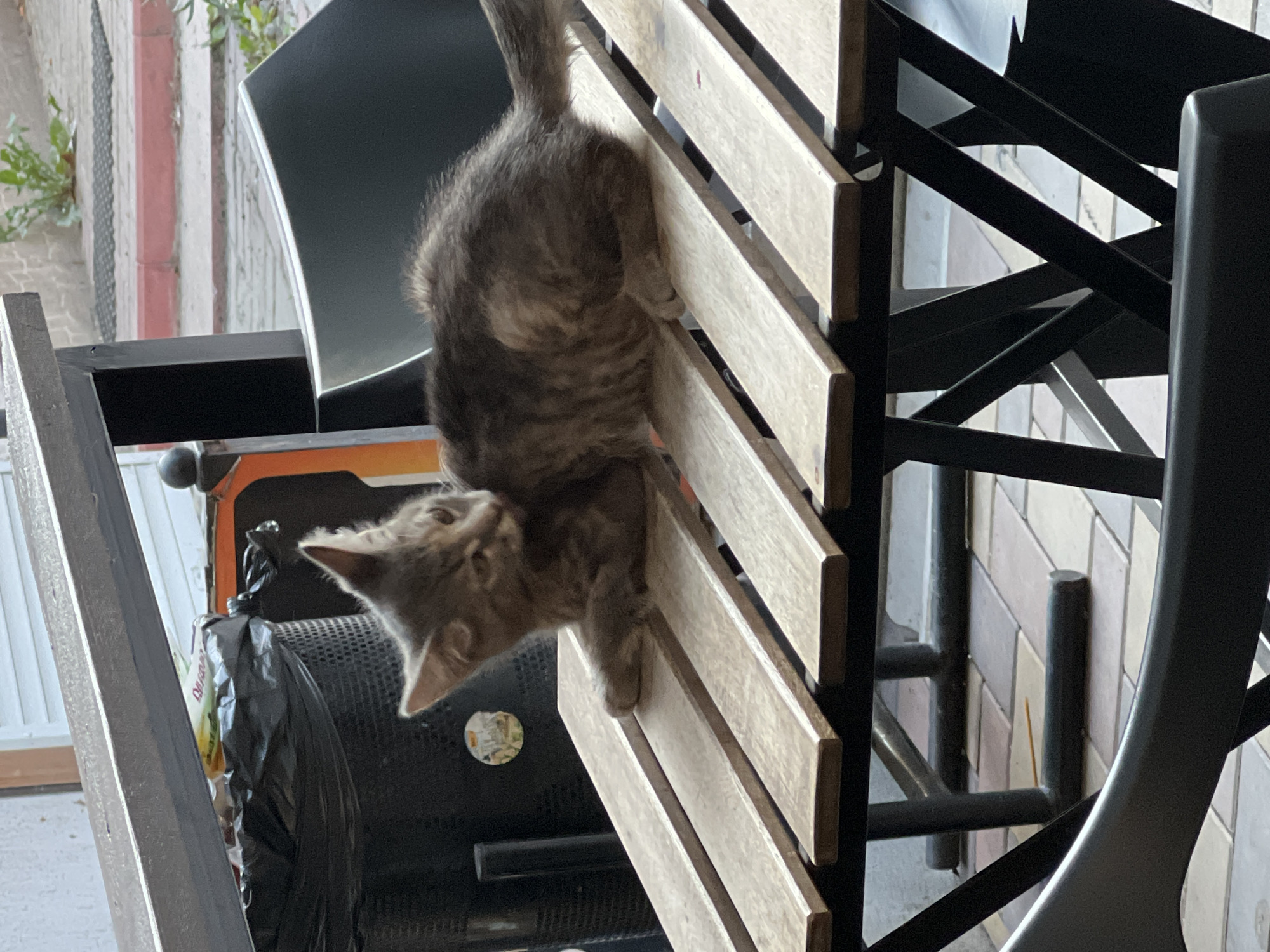 A young, grey tabby kitten with white markings on its chest and paws is grooming itself on a wooden picnic table. The kitten is lying on its side, with its head turned towards its back as it licks its fur. The table is made of light-colored wooden slats supported by black metal legs. In the background, a black trash can is visible, along with outdoor seating and a tiled patio. The scene appears to be set in an outdoor seating area of a cafe or restaurant in Vasylkiv, Ukraine. The lighting suggests it is daytime.