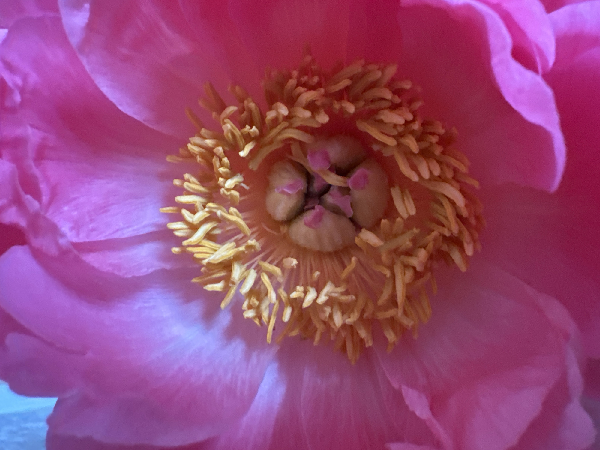 The image shows a close-up of a pink peony flower. The petals are soft and layered, ranging in color from light pink to a deeper magenta. The center of the flower features numerous yellow stamens densely packed together. In the very center, there are several small, light brown pistils with pink tips. The photo provides a detailed view of the flower's intricate structure. It's impossible to determine the location of the image. Vladimir, Russia is not included as a location detail.