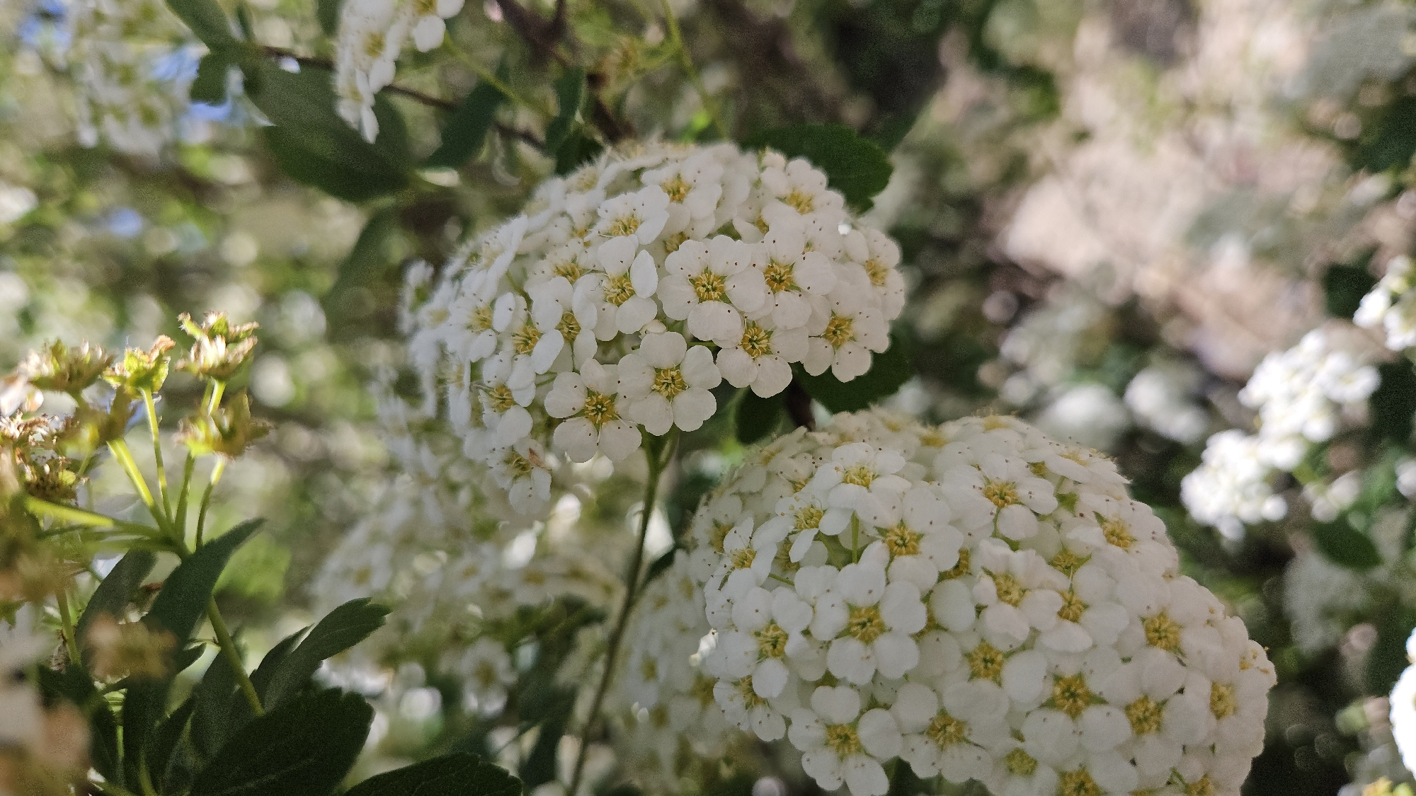 The image features a close-up of white flowers with small yellow centers, clustered in rounded shapes. They appear to be part of a shrub or bush, with green leaves visible in the background. The flowers are in focus, while the background has a blurred effect, indicating a shallow depth of field. The location is identified as Sevastopol, Ukraine, though this context is not directly visible in the image.