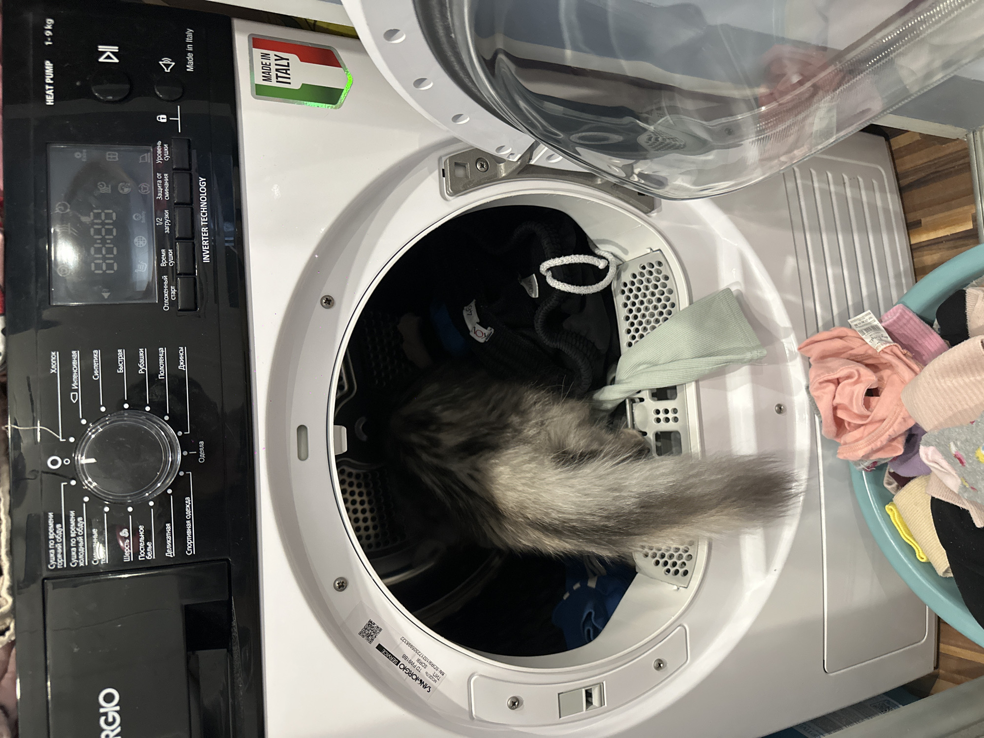 A partially visible grey cat is inside the open door of a white San Giorgio dryer, likely located in a private residence, given the presence of a laundry basket and domestic appliances. Clothes are also inside the dryer and in the adjacent laundry basket. The dryer's control panel is visible, displaying program options in Russian, and indicating it is a heat pump model with a 1-9 kg capacity, made in Italy. The location is inferred from the Russian text on the dryer.