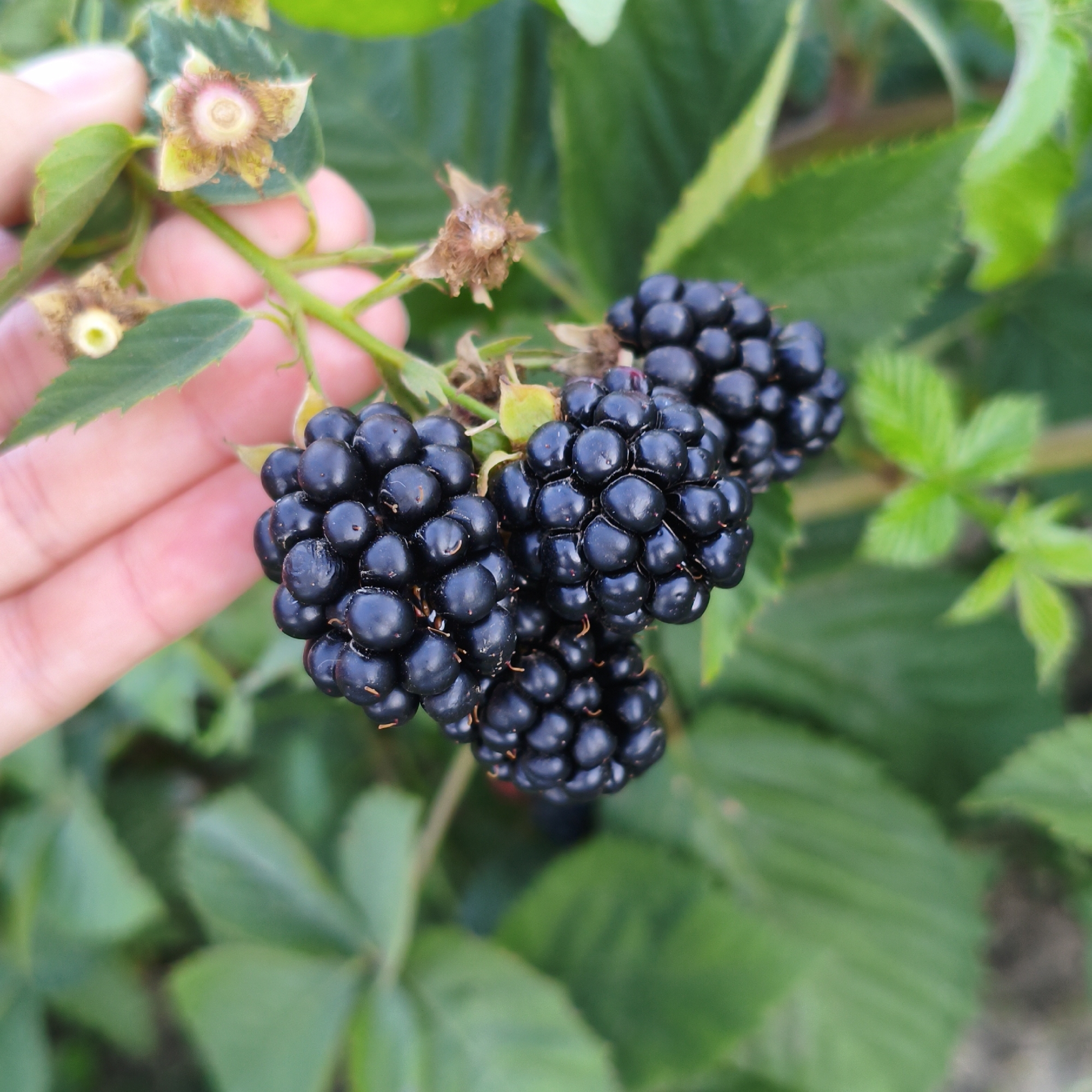 In an outdoor, natural setting, a human hand with light skin is holding a cluster of ripe blackberries. The blackberries are dark purple-black and appear plump and juicy, with individual drupelets visible. The hand is gently supporting the berry cluster, with the thumb and index finger touching some of the berries. In the background, out of focus, are green leaves and stems of a blackberry bush. Some withered flower remnants, also out of focus, are visible on the stem near the berries. The lighting suggests daylight. The location is not specified.
