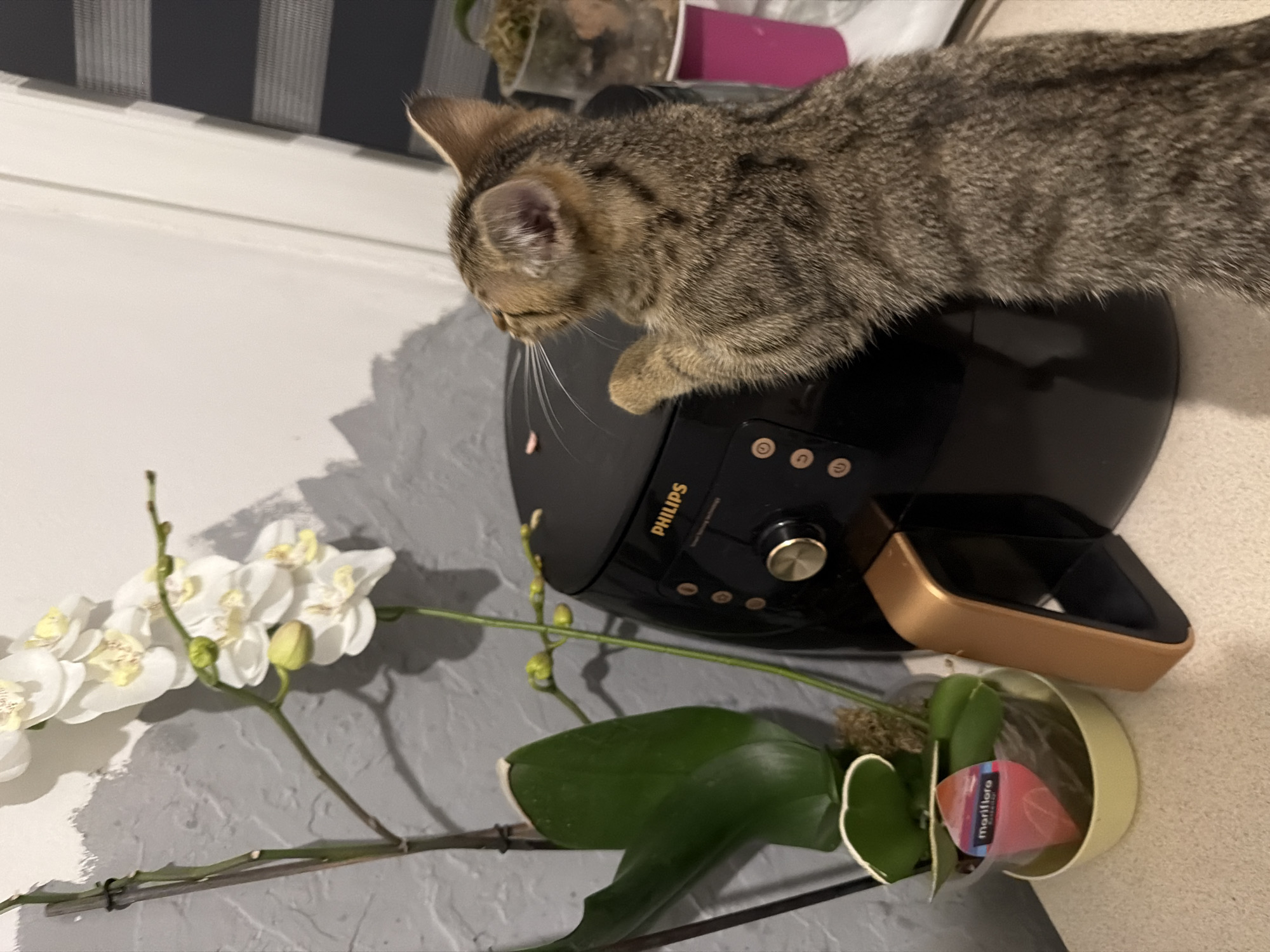A domestic shorthair kitten with tabby markings stands on its hind legs, paws resting on a black Philips air fryer. The kitten is facing away from the camera, looking towards the air fryer. Next to the air fryer is a potted orchid plant with white flowers and green leaves. The scene is set indoors on a light-colored countertop, with a grey textured wall in the background and a window with blinds. There are no people visible in the image.