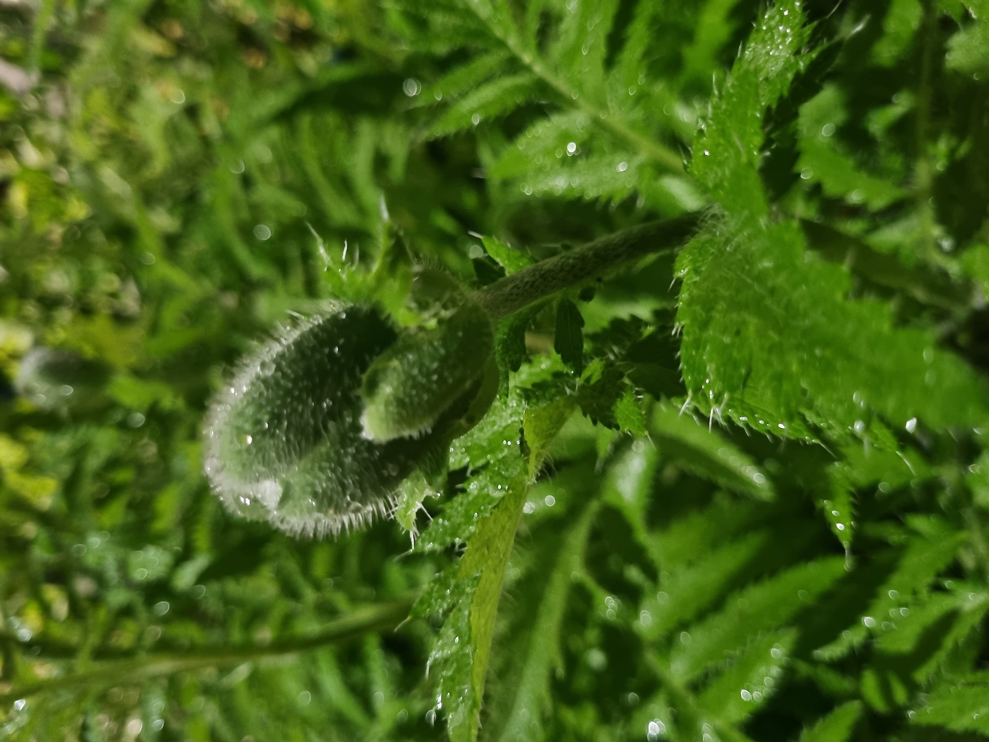 A close-up, slightly overhead shot captures a vibrant green plant bud, likely a poppy, emerging amidst lush foliage. The central bud is ovate and tightly closed, densely covered with fine, white, spiky hairs or bristles. Numerous small, shimmering water droplets cling to its surface and to the surrounding leaves, suggesting either morning dew or recent rainfall.
The bud is connected to a sturdy, hairy stem, which extends upwards from the lower left. Adjacent to the bud, other bright green leaves are visible, displaying similar serrated edges and fine, hair-like textures. The background is a soft, out-of-focus blur of green, creating a bokeh effect with small, circular light reflections, which further emphasizes the foreground subject. The lighting appears natural and bright, indicating daytime conditions.
This botanical scene depicts a natural moment of plant growth, possibly after precipitation, in an outdoor setting in Kemul, Russia. There are no human subjects, discernible activities, or visible text within the frame.