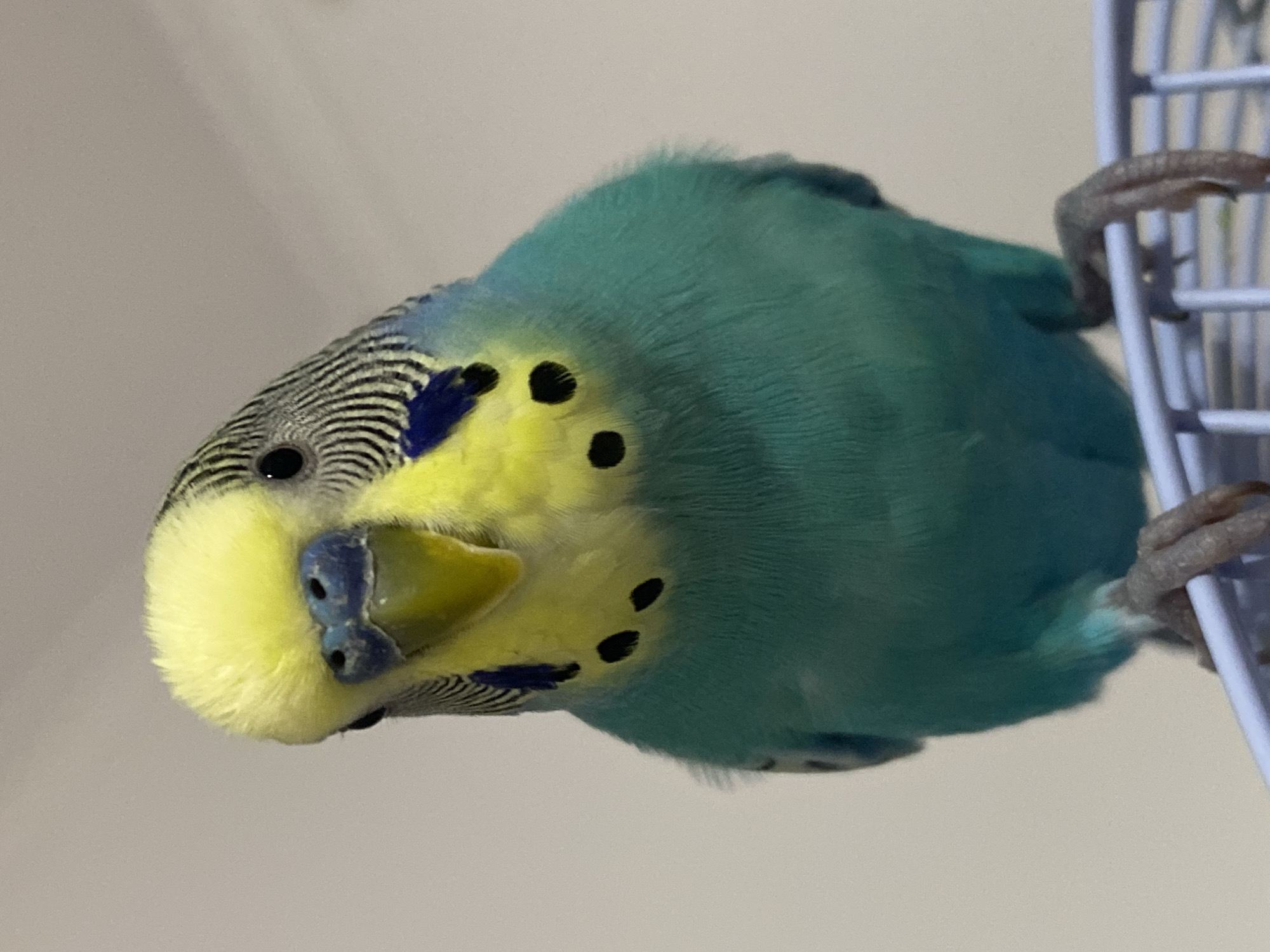 A turquoise and yellow budgerigar (Melopsittacus undulatus) clings to a white metal birdcage. The bird's head is tilted, displaying its striped forehead and yellow face with black spots. Its beak is blue. The background is a plain, off-white surface.