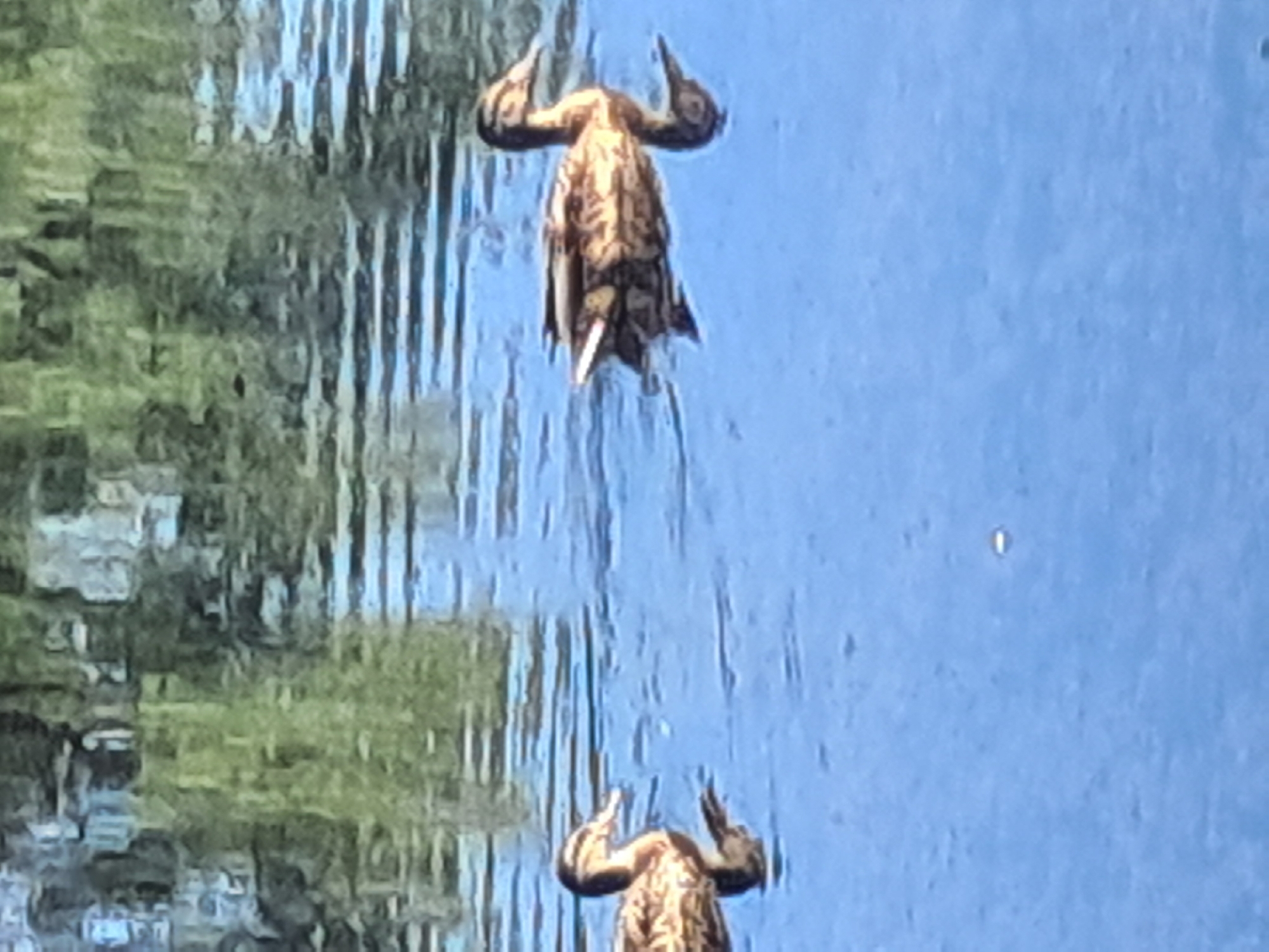 Two ducks are swimming in blue water. The duck on the left is closer to the camera and facing right. The duck on the right is further away and facing left. The water is reflecting trees and sky, creating a blurry, abstract pattern on the surface. The ducks appear to be mallards, with brown and black plumage. The image is taken from a slightly elevated angle, looking down at the water.