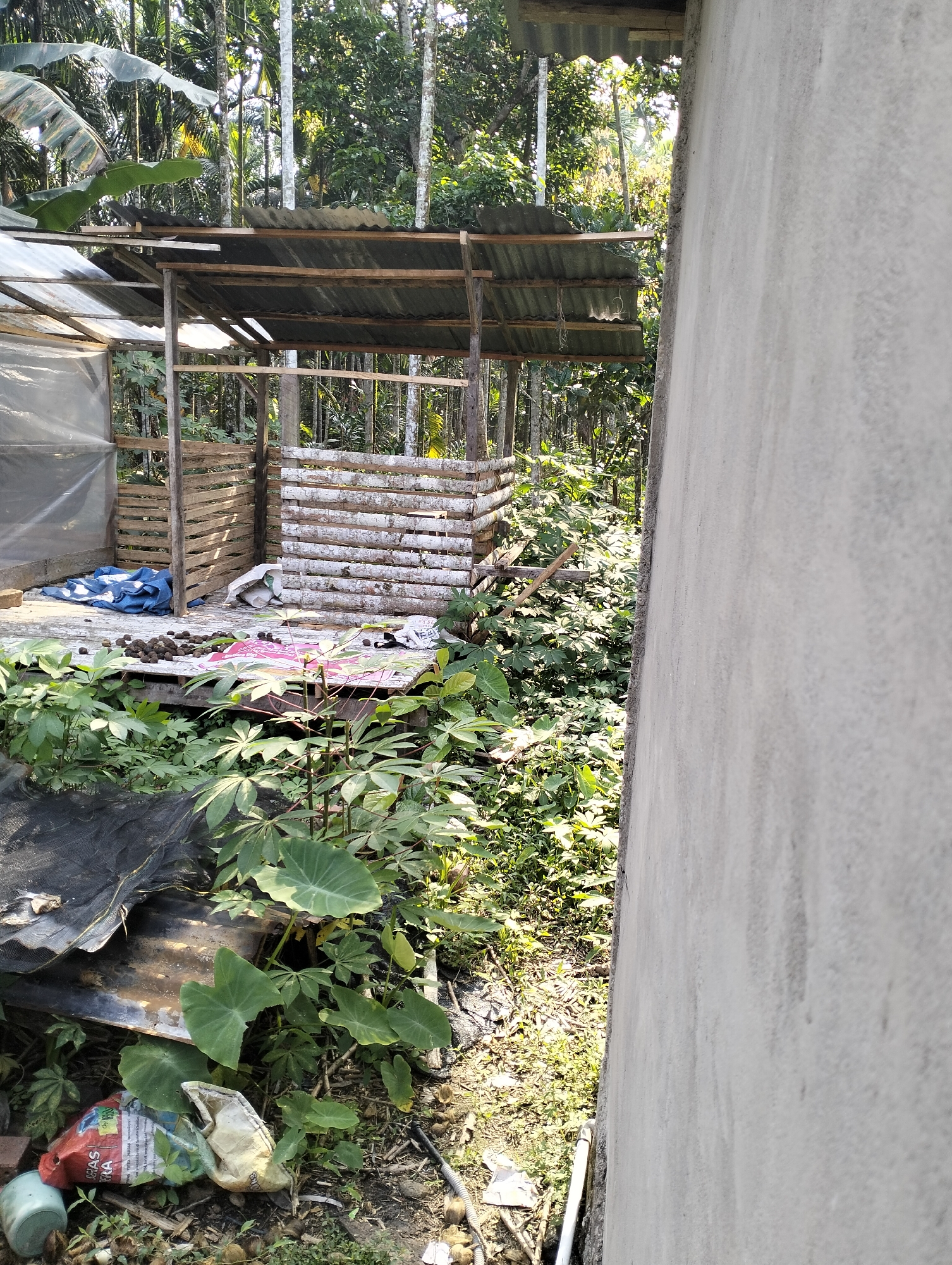 This image depicts an outdoor scene in Mandala Jaya, Indonesia. In the foreground, a grey concrete wall occupies the right side of the frame. To the left of the wall, a wooden structure is visible, partially covered by a corrugated metal roof. The structure is open and appears to be a simple shelter or shed. Inside the shelter, there are wooden pallets, a blue tarp, and a white bag. The ground in front of the structure is covered with various plants, including large-leafed foliage, and some debris, such as plastic bags and discarded materials. In the background, dense vegetation and tall trees indicate a natural, possibly rural or semi-rural, environment. The lighting suggests it is daytime, with sunlight filtering through the trees.