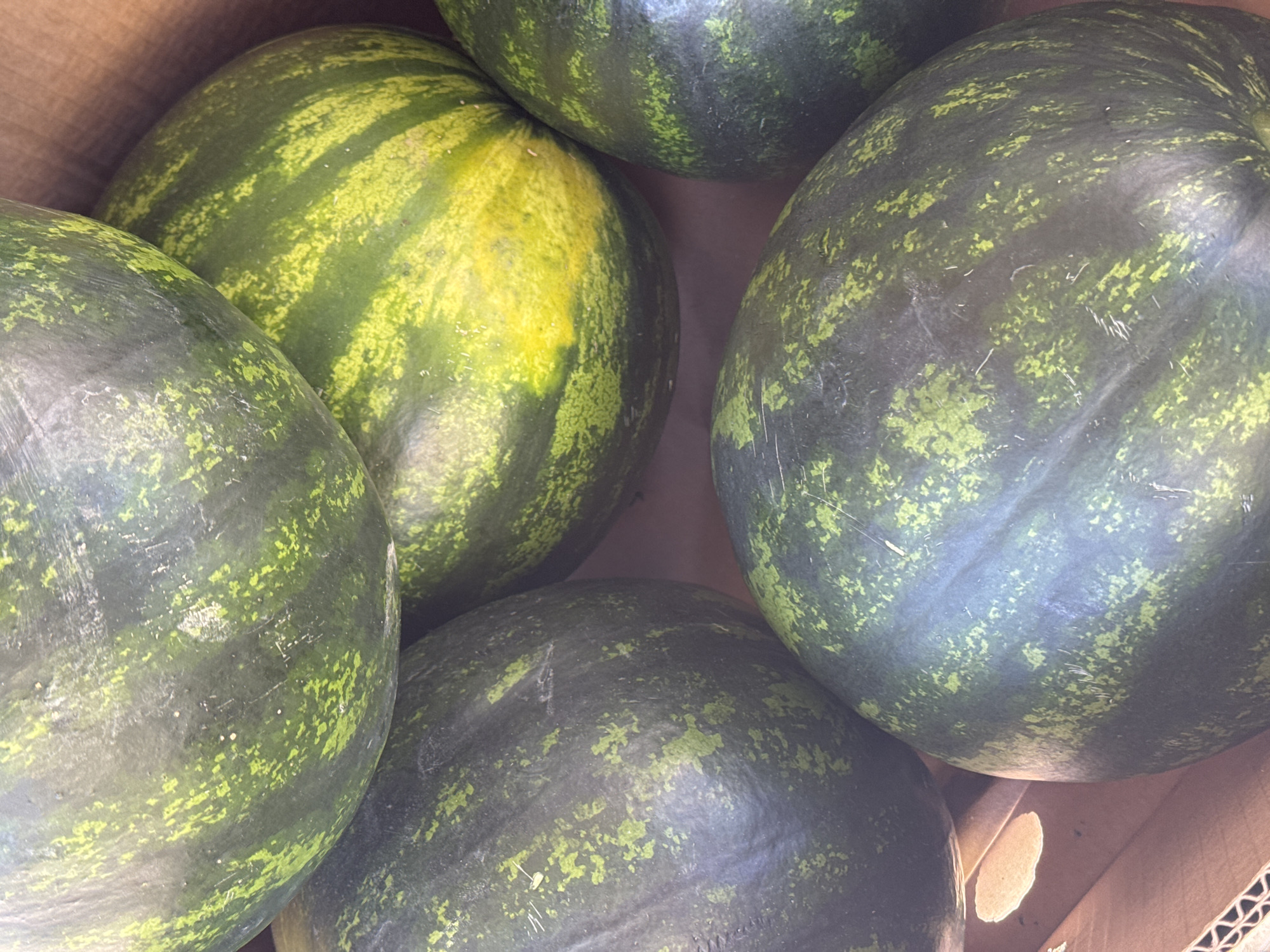The image shows a close-up view of five watermelons in a cardboard box. The watermelons are round with a dark green rind patterned with lighter green or yellow-green spots and stripes. The watermelons are arranged close together, filling the frame. The box appears to be made of brown cardboard. There are no people visible in the image. The specific location in the city of Bar, Montenegro is not discernible.