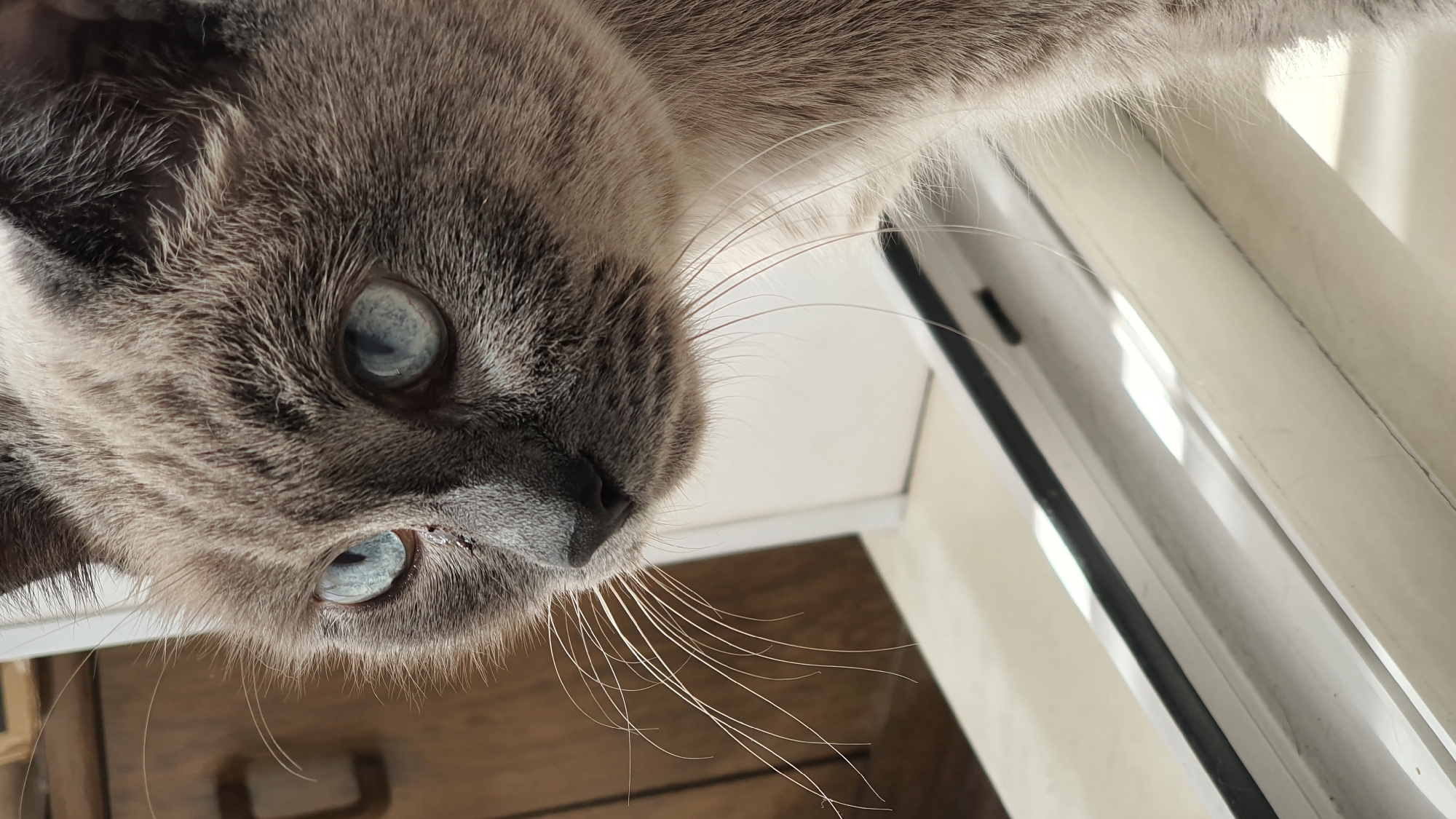 The image shows a close-up, side-view of a Siamese cat's face, with its striking blue eyes prominently featured. The cat is looking towards the left of the frame. Its fur is a mix of grey and cream. The cat appears to be sitting on a white windowsill, with sunlight reflecting on the surface and casting shadows. In the background, out of focus, is a wooden cabinet. The setting is indoors, and no specific location in Krasnoyarsk, Russia can be determined from the image.
