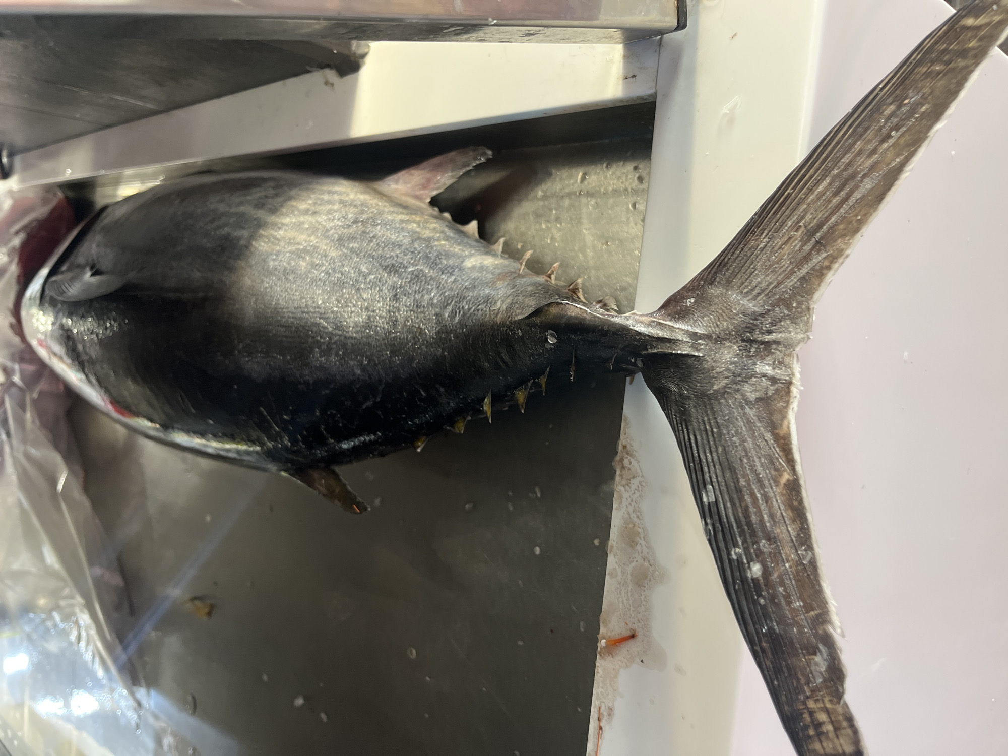 A whole, large, dark-scaled fish, likely tuna, is presented on a stainless steel surface. The fish's tail, with its distinct fin rays, extends forward towards the viewer, lying on a white surface. The body of the fish is partially covered by a clear plastic sheet. The scene appears to be within a fish market or a commercial kitchen setting in Tarragona, Spain, suggested by the overall ambiance of freshness and preparation of seafood.