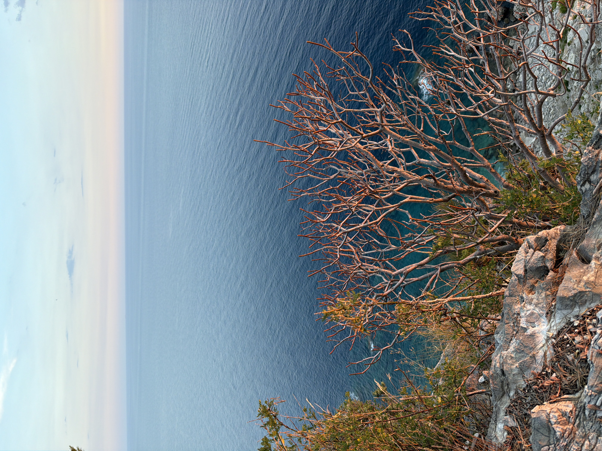 The image depicts a coastal landscape overlooking the Adriatic Sea. In the foreground, a rocky cliff is covered with sparse vegetation, including dry branches of a tree illuminated by the golden light of either sunrise or sunset. The sea stretches out to the horizon, its surface rippling gently. The sky above is a soft gradient of pale blue and pink, with a few wispy clouds. The scene suggests a tranquil, natural environment in Petrovac centar, Montenegro. There are no people or man-made structures visible in the image.