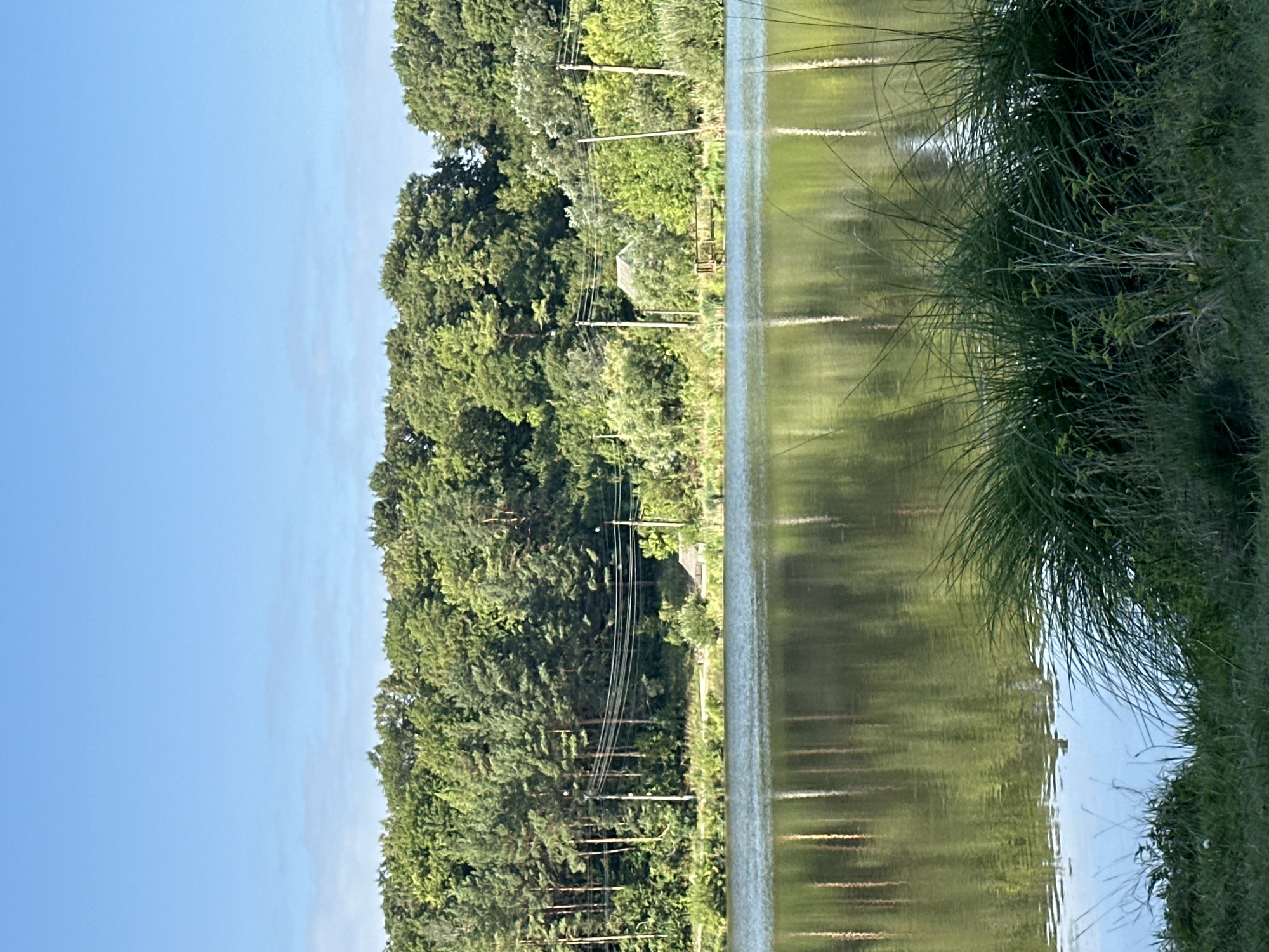 A tranquil lake scene is captured under a clear blue sky in Makiv, Ukraine. Dense green trees line the far bank, their reflections shimmering on the water's surface. A few power lines stretch across the trees, supported by utility poles. In the middle ground, a small wooden structure with a sloped roof is visible, nestled amongst the foliage. The foreground is dominated by lush green grass and tall reeds growing along the water's edge. The overall impression is one of natural beauty and quietude.