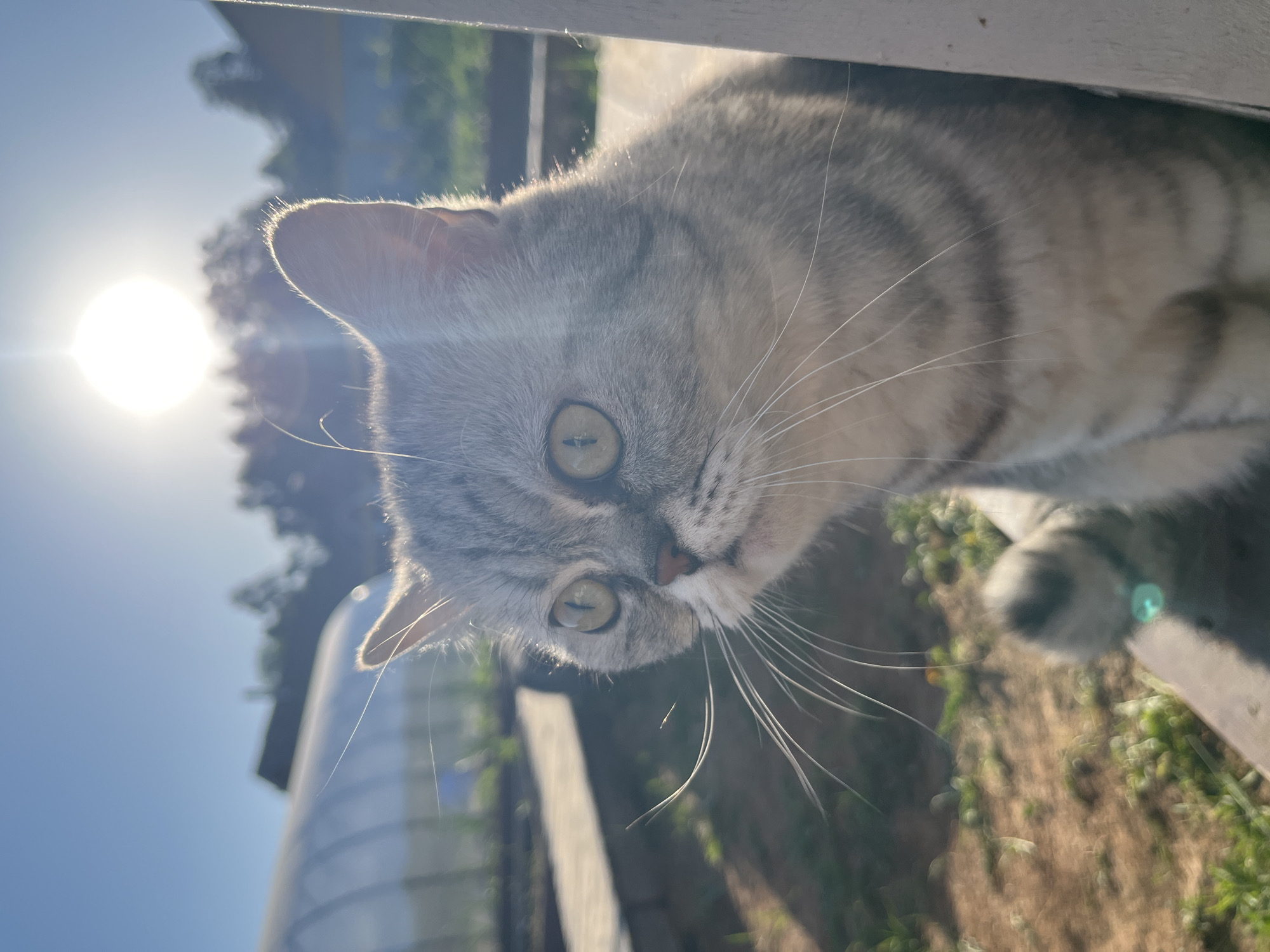 A gray tabby cat peers into the frame from above, its head angled downward. It has light green eyes and long white whiskers. The sun is visible in the background on the left, creating a bright lens flare. A blurred structure resembling a greenhouse is visible behind the cat and to the left. The scene is outdoors, possibly in a garden or yard. The location is Chaikovsky, Russia.