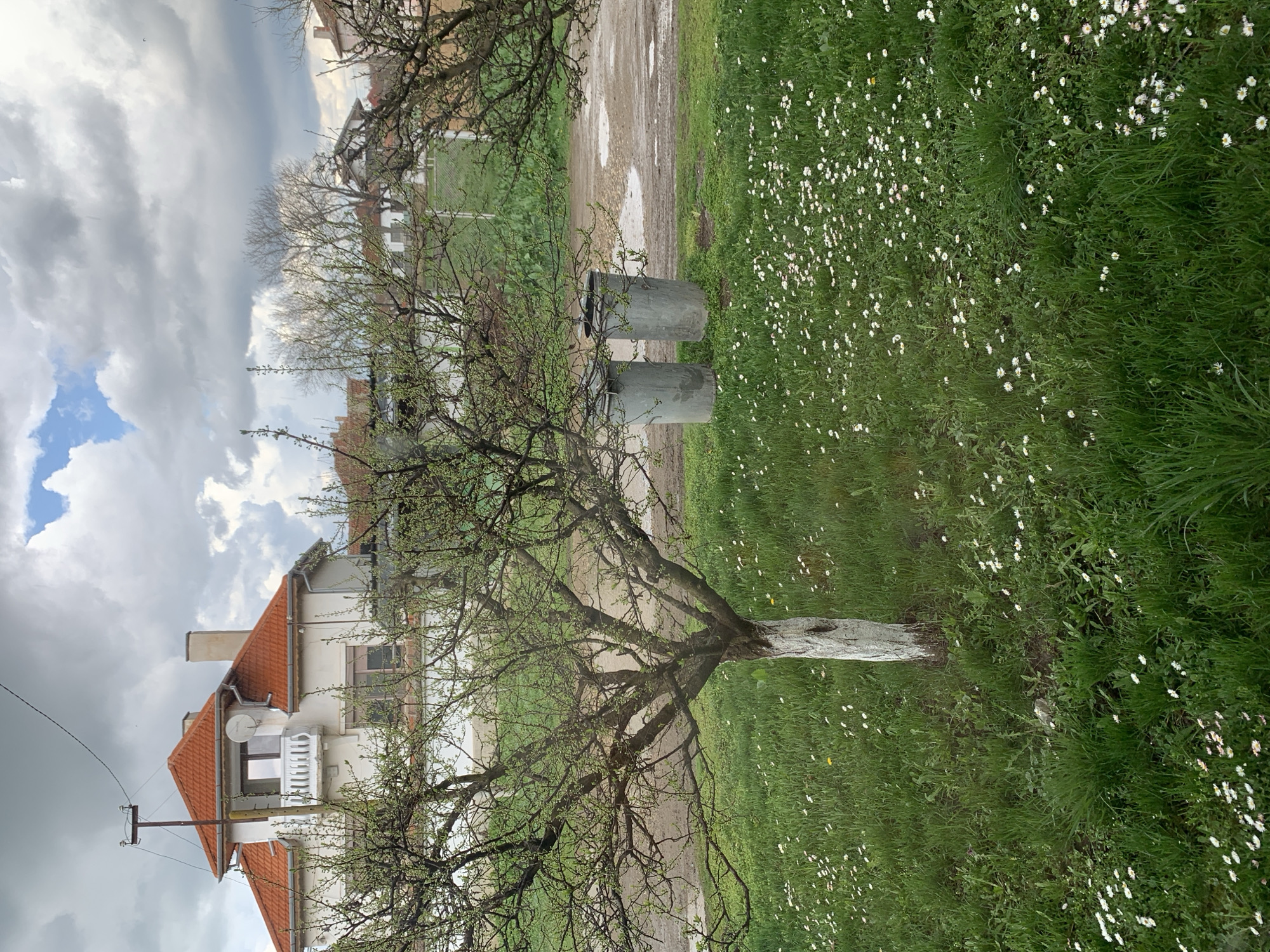The image captures a rural scene in Lehchevo, Bulgaria. In the foreground, a tree with a partially painted white trunk stands in a grassy area dotted with small white wildflowers. Beyond the tree, a dirt road is visible with puddles of water. In the background, a white two-story house with a red tile roof is visible, along with a chimney, a satellite dish, and a small balcony. Overcast skies dominate the upper portion of the image.