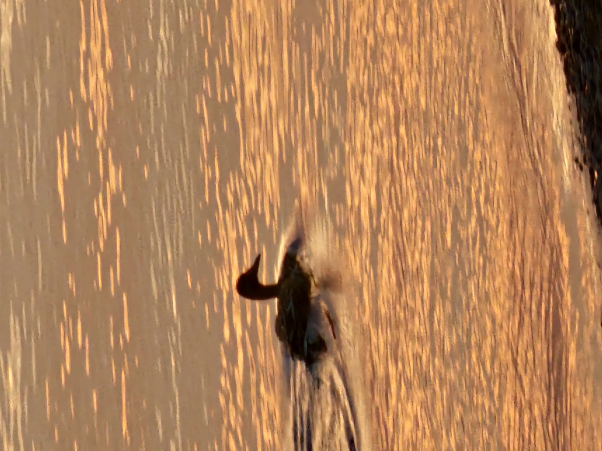 An aerial shot shows a bird, possibly a duck, landing on a water surface. The water is rippled with a golden-brown hue, reflecting light and possibly sunlight. The overall impression is a natural scene with an animal interacting with its environment. There is no verifiable information to indicate that the photo was taken specifically in Chaikovsky, Russia.