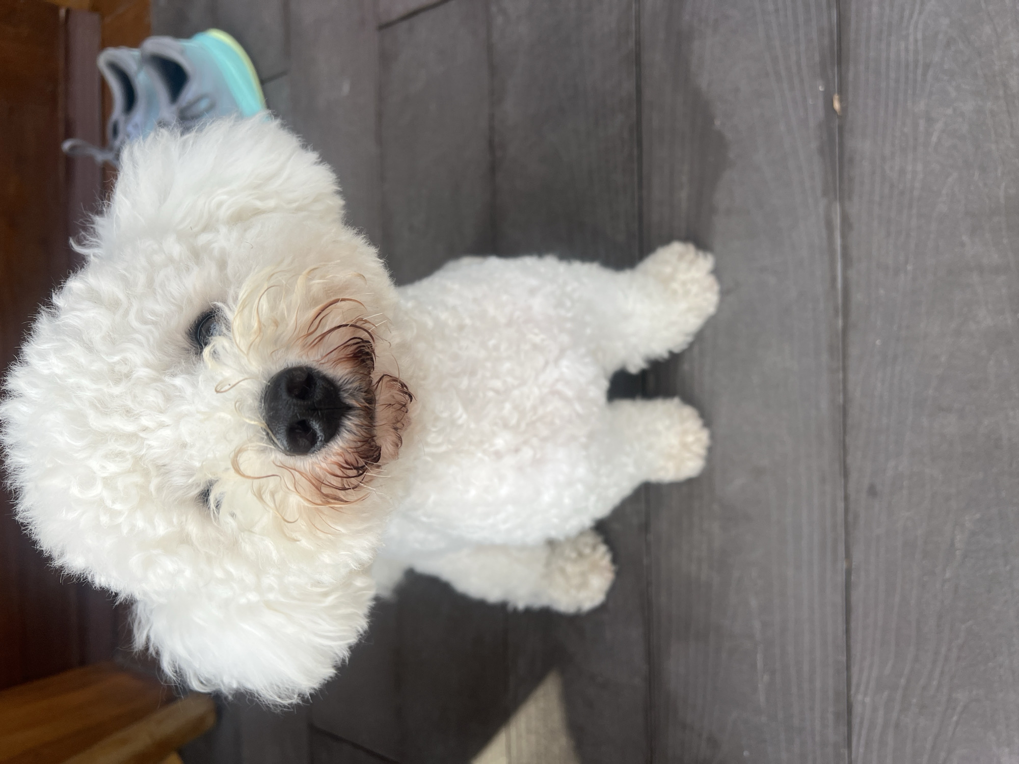 A close-up, eye-level shot shows a white Bichon Frise dog sitting on a dark wooden deck. The dog's fur is fluffy and curly, and its eyes are partially obscured by its fur. The dog's nose is black, and there are some reddish-brown stains around its muzzle. The dog is looking directly at the camera. In the background, out of focus, a pair of light blue and mint green athletic shoes are visible. The deck boards run horizontally across the frame, and a dark shadow is cast from the left side of the image, suggesting sunlight from the right. A blurred wooden structure is visible in the upper left corner.
