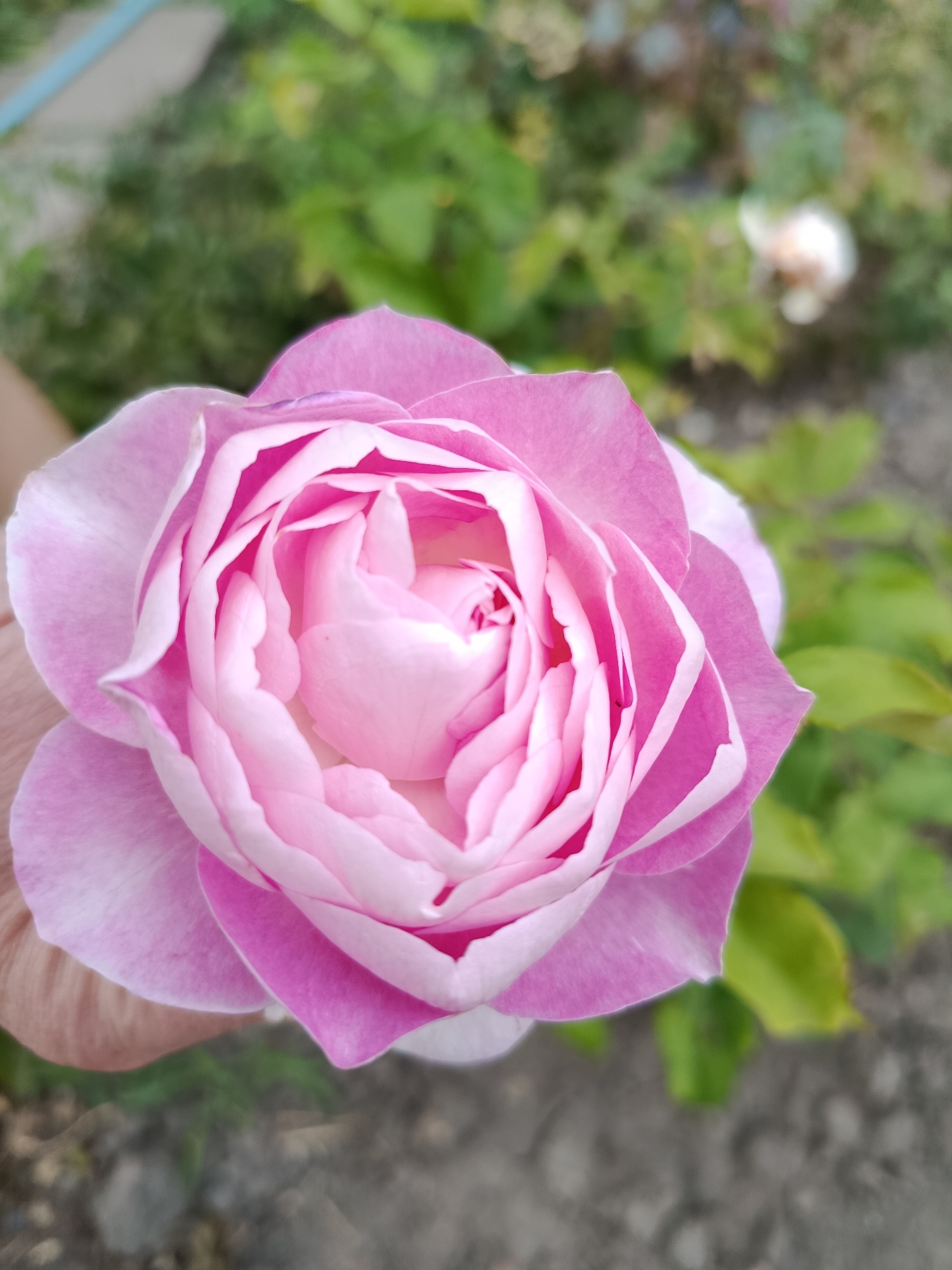 The image shows a close-up of a pink rose in bloom, held by a hand. The rose has many delicate petals layered around a tightly furled center, with the outer petals displaying a gradient of color from deep pink at the edges to a lighter pink and white near the center. The background is blurred, showing green foliage and what appears to be a garden or park setting. There is no identifiable information in the image that places it in Saratov, Russia.