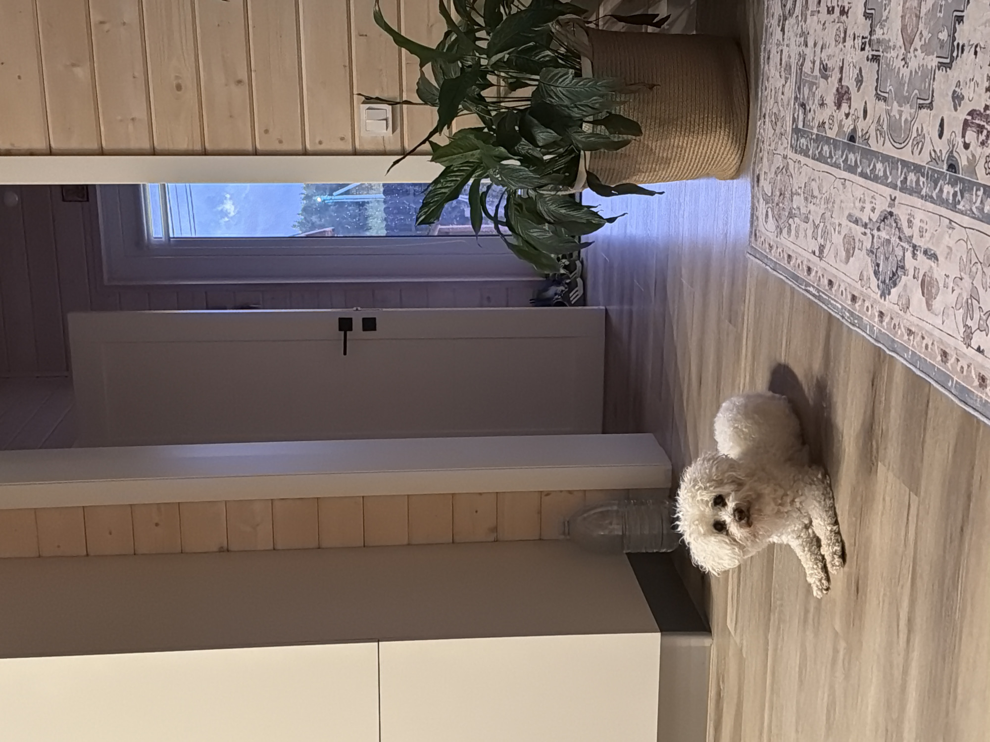 A white bichon frise dog is lying on a wooden floor in a room with wooden walls and a white door. To the left of the dog is a tall white cabinet. Further left and behind the cabinet, a large plastic bottle of water is visible. In the background, an open doorway reveals a glimpse of the outdoors with a blue sky and trees. A potted plant sits in a woven basket to the right of the doorway. A patterned rug is visible in the foreground on the right. The scene appears to be an interior of a home in the village of Stepankovo, Russia.
