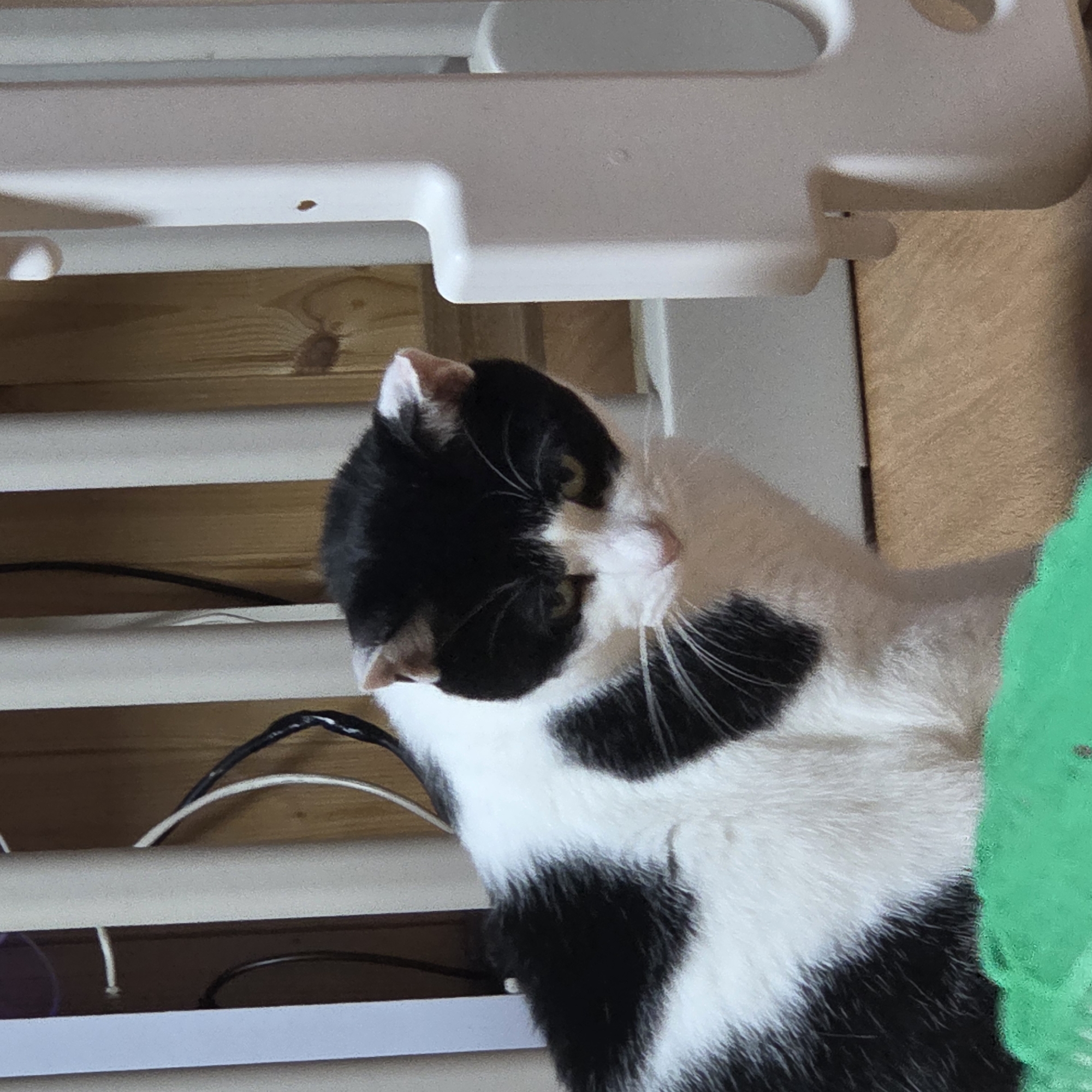 The image shows a black and white cat sitting on a wooden floor. The cat is looking towards the camera with a neutral expression. The background consists of a white baby gate and a wooden wall. The scene appears to be indoors, possibly in a residential setting. There are no people visible in the image. There are some wires and electrical cords visible in the background, near the wooden wall. A bright green object is partially visible in the foreground, in front of the cat. The image does not contain enough information to determine its location in Dunnae-myeon, South Korea.