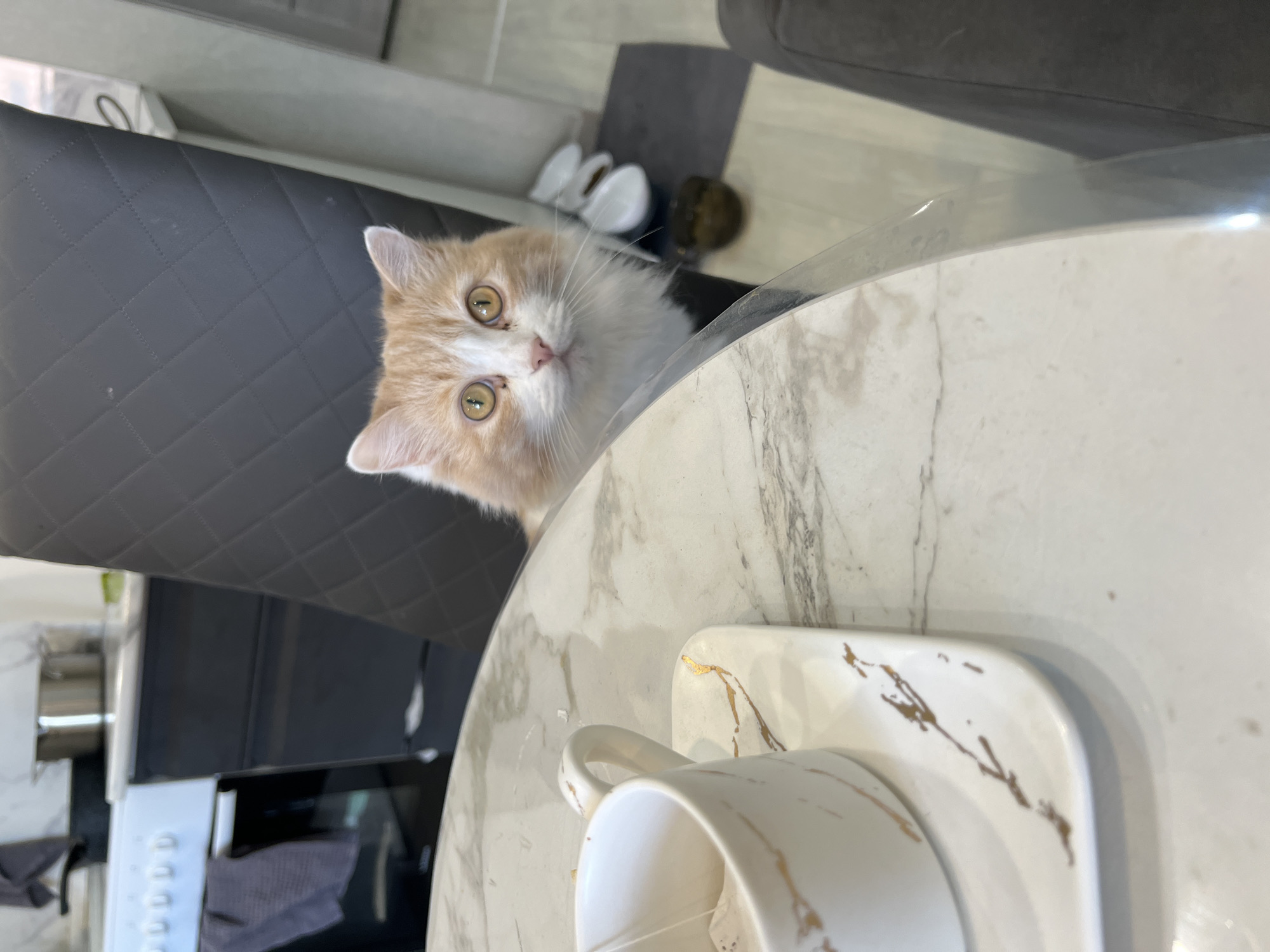 A tan and white cat with yellow eyes is looking up at the camera from behind a round, marble-patterned table. On the table is a white cup with a saucer. A gray, quilted chair is visible to the left of the cat, and part of a dark gray sofa is in the upper right. In the background, out of focus, is a kitchen area with a white microwave. The image was taken indoors. The location is most likely a home. There is no indication that the image was taken in the city of Tyumen, Russia.