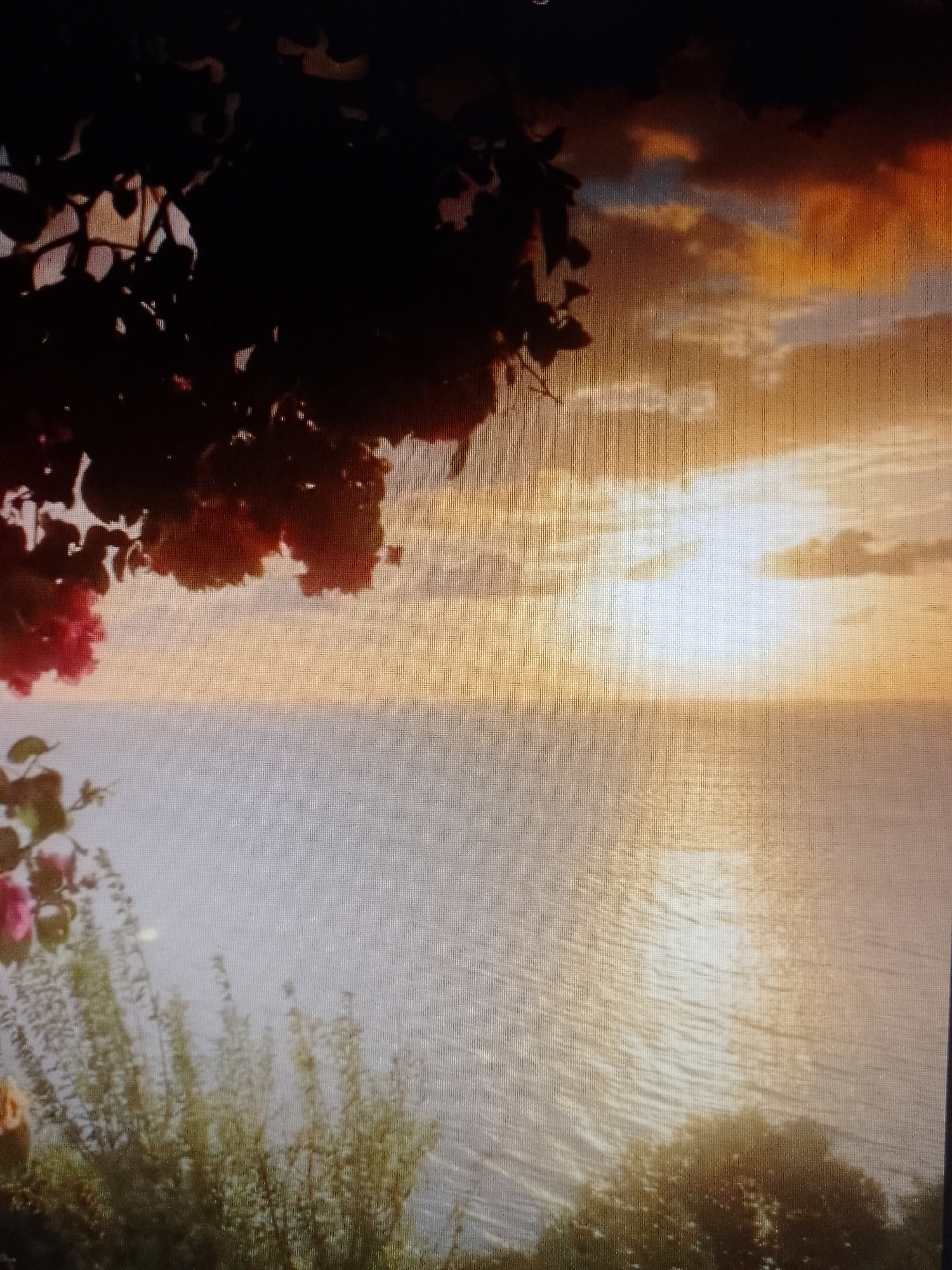 The image depicts a sunset over water, likely the sea, framed by vegetation in the foreground. The sky is a mix of orange and yellow hues, suggesting a setting sun. The water reflects the sunlight, creating a bright, shimmering effect. Silhouetted foliage, including leaves and branches, appears in the upper left portion of the frame. There are also green bushes and flowers in the lower left and right portions of the image, adding depth and a sense of place. The location is identified only as Unknown, Unknown. There are no people visible in the image.