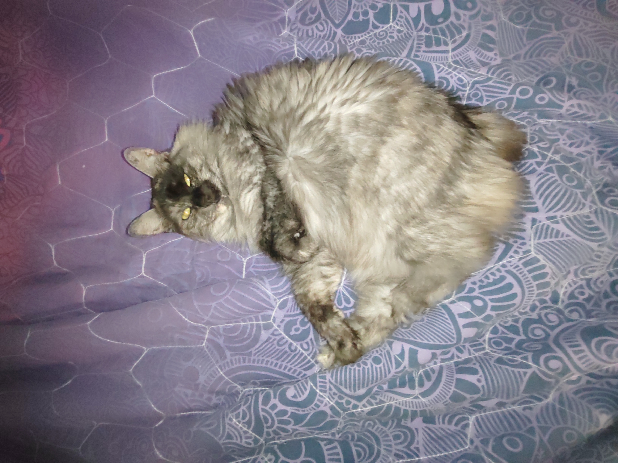 An adult, long-haired, gray cat is lying on its back on a purple patterned comforter. The cat's paws are extended upwards, and its head is turned to the left, with its yellow eyes open and looking directly at the camera. The comforter has a repeating pattern of white lines and shapes, resembling a mandala design, over a gradient of purple and blue hues. The lighting is dim, creating soft shadows.