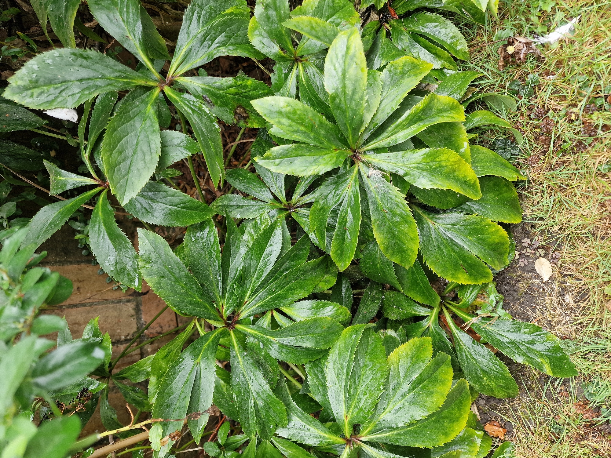 An overhead, medium shot captures a cluster of wet, green, serrated leaves of a plant, likely a Hellebore, in the city of Canterbury, United Kingdom. The leaves are glossy and speckled with water droplets, with some exhibiting a yellowish hue towards their edges. They are arranged in a radial pattern, emanating from central points, with some leaves overlapping others. A portion of a brick wall is visible in the background, to the left of the frame, with the texture of the bricks suggesting an outdoor setting. The ground beneath the plant consists of damp soil interspersed with dry grass and a few fallen leaves. The overall lighting suggests an overcast or rainy day, contributing to the damp appearance of the foliage. No people or animals are present in the image.