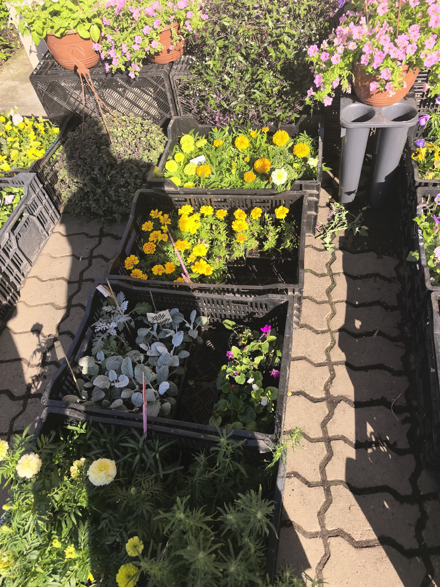 A high-angle, close-up shot shows a variety of potted plants and flowers for sale at an outdoor market. The plants are arranged in black plastic crates on a paved walkway with a brick-like pattern. In the background, two large terra cotta pots hold pink petunias, and more greenery is visible. The crates contain yellow marigolds, pale green dusty miller plants, and other flowering plants in pink and white. Sunlight casts shadows on the ground, indicating it is daytime.