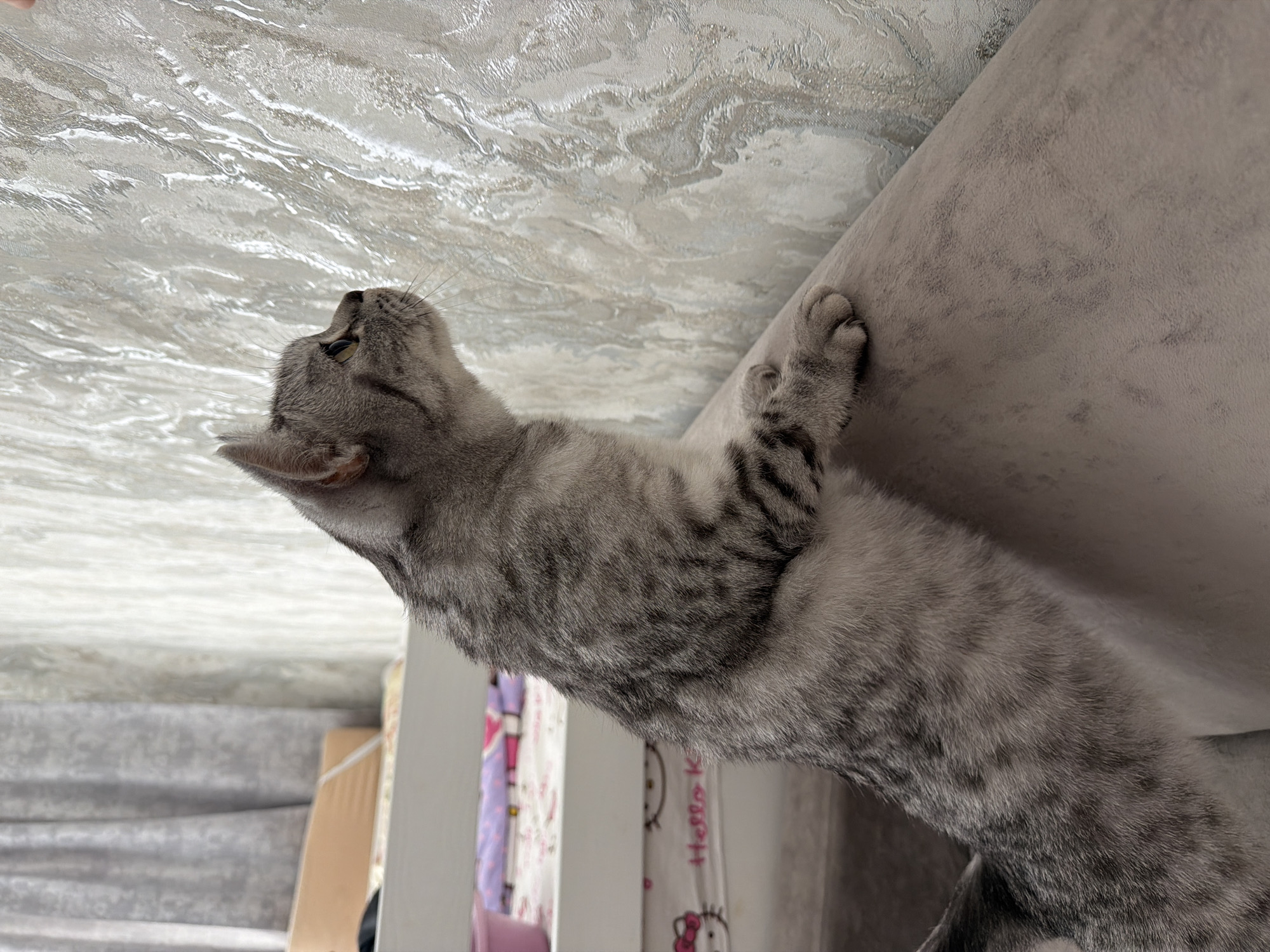 A gray tabby cat is climbing up a gray upholstered corner, possibly a sofa or chair. Its left forepaw is pressed against the upholstered surface, and its head is turned upward, looking toward a ceiling with a marbled or water-patterned surface. The background includes a white wall or panel with a partially visible curtain or fabric with a Hello Kitty print, and a glimpse of another gray upholstered object. The location is not evident from the image.
