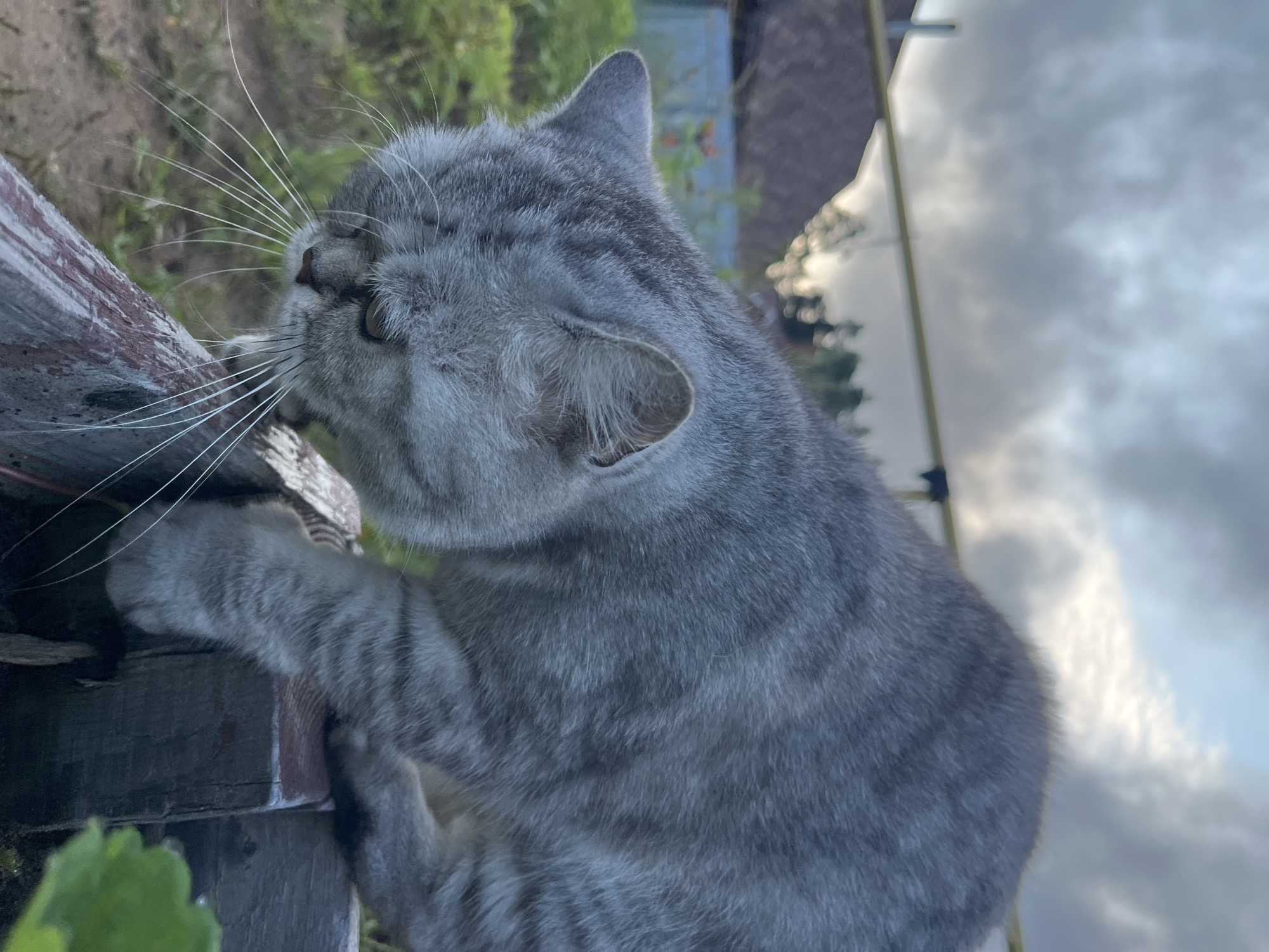 A grey tabby cat is perched on a wooden surface, its head lowered as if investigating something below. The cat has distinctive black stripes on its grey fur and long white whiskers. In the background, out-of-focus, are elements of a rural or suburban setting: a roofline, some vegetation, a fence, and a cloudy sky. The scene appears to be outdoors, possibly in a backyard or garden. The location is identified as Chaikovsky, Russia.