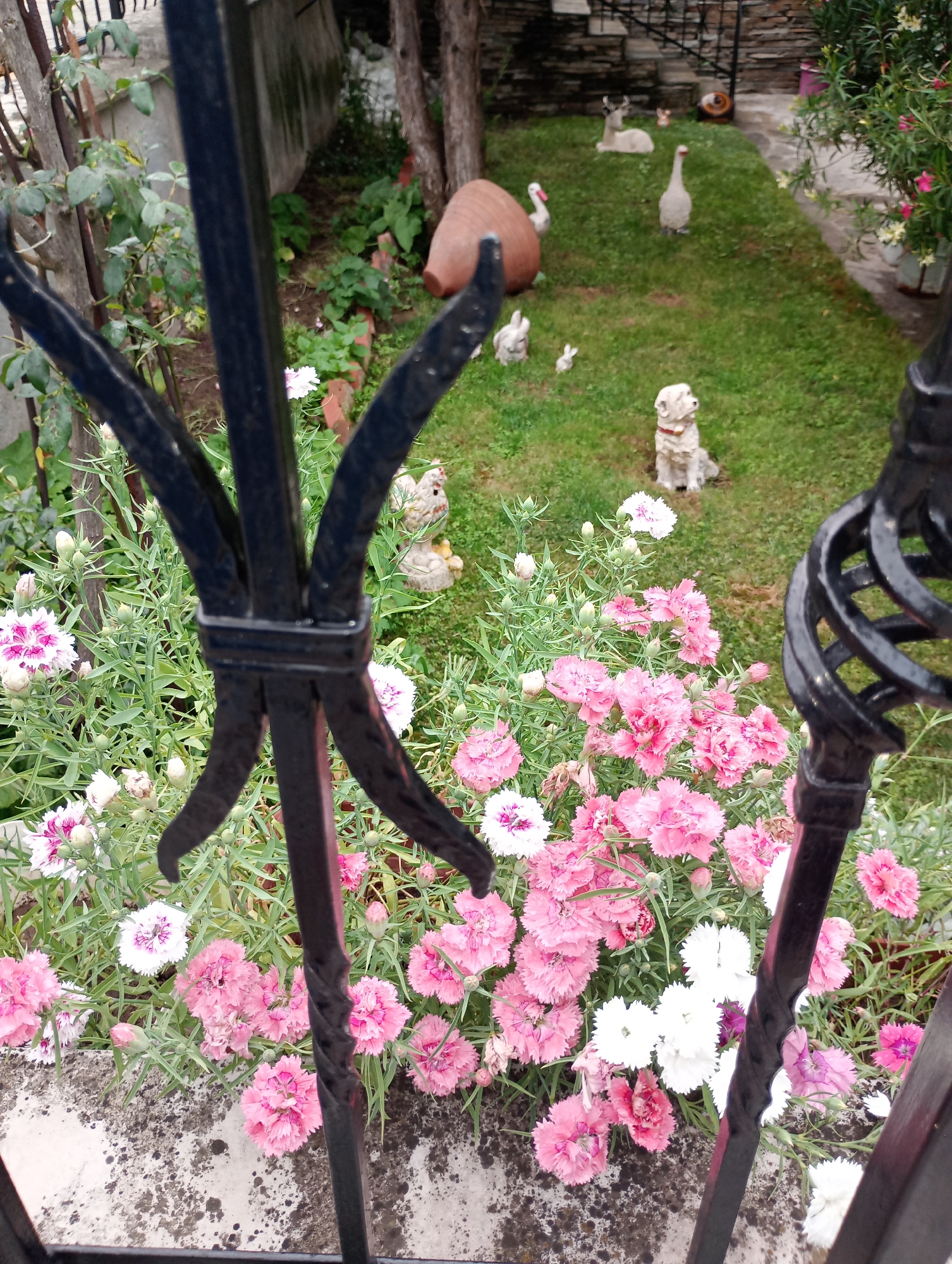 This image depicts a backyard garden in Harmanli, Bulgaria, viewed through a black metal fence. The foreground is dominated by a profusion of pink and white dianthus flowers, with their delicate, fringed petals. Behind the flowers, the garden transitions to a grassy area with several decorative garden ornaments. These include a white ceramic dog statue with a red collar, two white goose statues, a white deer statue, and several small white rabbit figures. A large, terracotta-colored amphora-like object is also visible. In the background, trees and a stone wall are present. The overall impression is one of a well-maintained, decorative garden space.