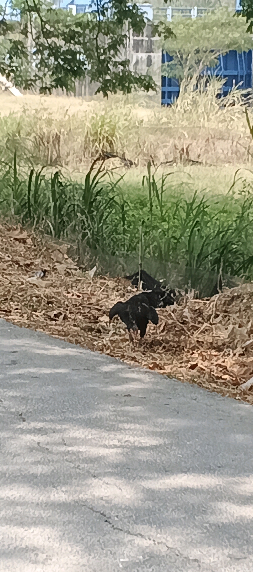 In Laren, Indonesia, a low-angle outdoor scene depicts a paved path or road in the foreground, with dappled sunlight creating patterns of light and shadow. Beyond the path, a ground covered in dry leaves and debris is visible, with patches of green vegetation and tall, dry grass. In the middle ground, several black birds are foraging among the fallen leaves. In the background, a blurred structure, possibly a building with blue windows, is partially obscured by trees and more dry grass.