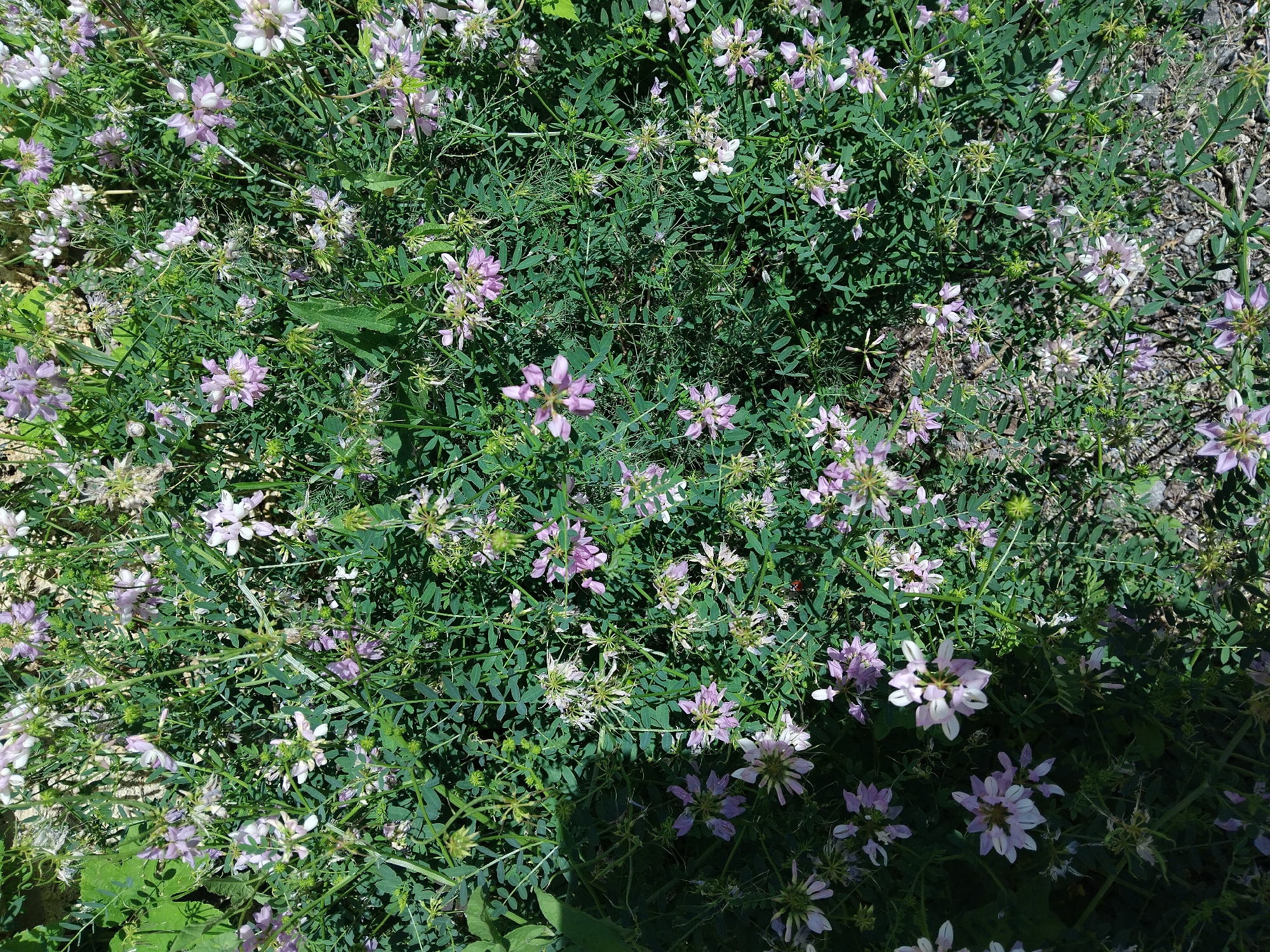 This is a top-down, medium shot of a patch of flowering plants, likely located outdoors in a natural or semi-natural area within the city of Kyiv, Ukraine. The plants are characterized by a dense growth of green foliage and numerous small, pale purple and white flowers. The flowers appear to be clustered on slender stems, with some flowers in full bloom and others in bud or fading. The ground visible beneath the plants is a mix of soil, small stones, and dried plant material. A shadow from an unseen object falls across the lower left portion of the image. There are no people or animals visible in the frame. The lighting suggests it is daytime with sunlight casting shadows.
