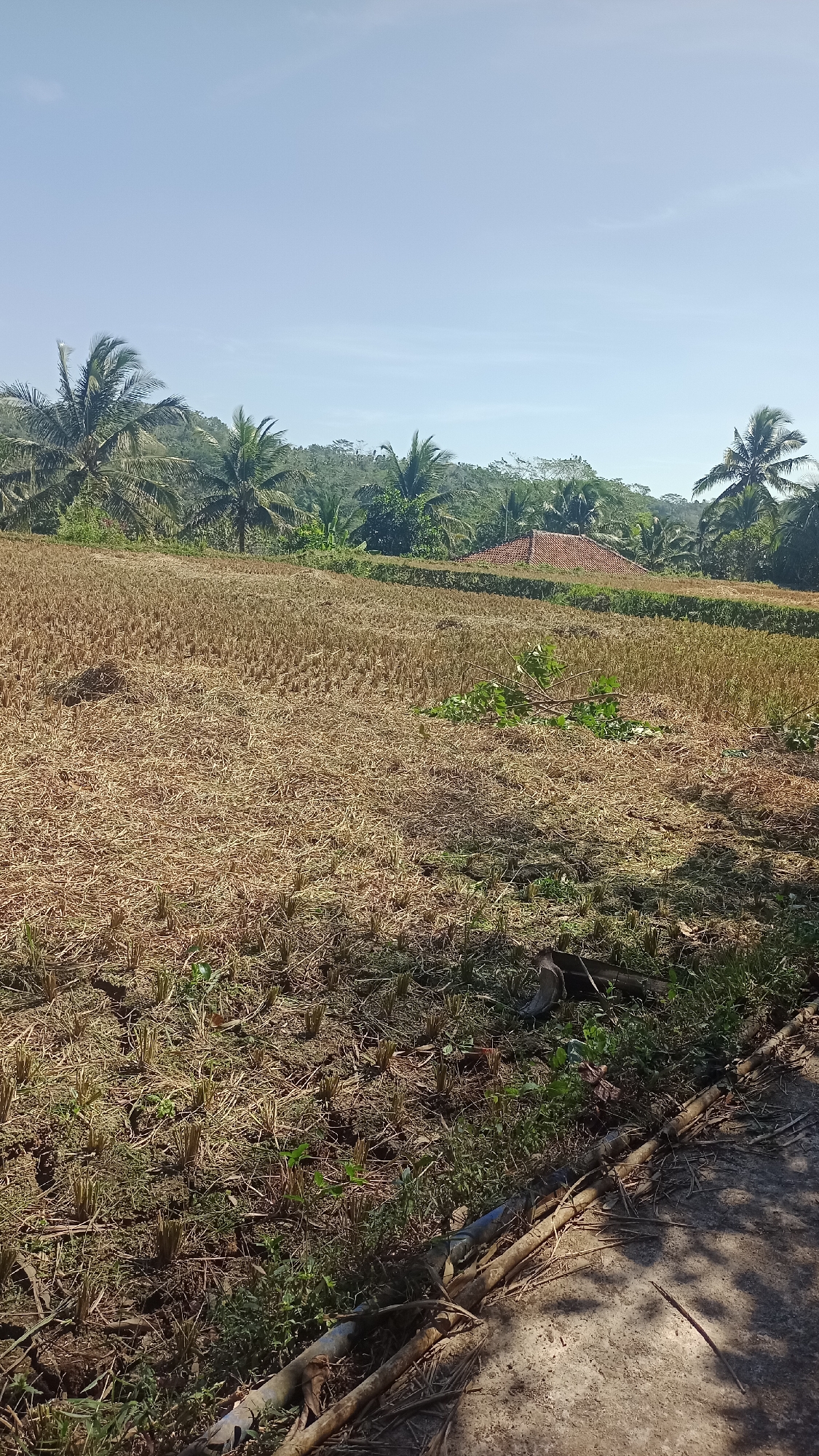 The image depicts a sunlit rural landscape in Desa Burujul Jaya, Indonesia. The foreground is dominated by a dry, harvested field, likely a rice paddy, with stubble from the previous crop covering the earth. Scattered green sprouts are emerging from the soil. To the right, a concrete path is visible, bordered by vegetation and several fallen branches and a blue pipe. In the midground, a small pile of green branches and leaves rests on the harvested field. Further back, a cluster of palm trees and other lush green foliage line the horizon, with a traditional-style house featuring a terracotta tiled roof nestled amongst the trees. The background is a hazy expanse of rolling hills covered in dense vegetation, under a clear blue sky. The overall impression is one of a serene, agricultural environment during the dry season.