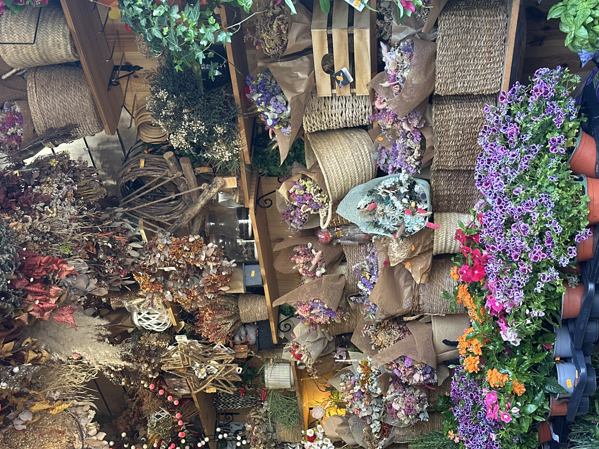 This image depicts a vibrant flower stall overflowing with a variety of dried and fresh floral arrangements and potted plants. The stall appears to be located outdoors in a bustling urban environment, possibly a market or street vendor setting. The sheer volume and density of the flowers suggest a commercial establishment catering to a strong demand for floral products. The presence of woven baskets, wooden crates, and burlap wrapping indicates a rustic and perhaps artisanal approach to displaying and packaging the merchandise. In the foreground, a row of potted plants, predominantly in shades of purple, pink, and orange, adds a splash of color and freshness to the scene, contrasting with the muted tones of the dried arrangements above. The overall impression is one of abundance, color, and the sensory richness typically associated with a flower market. The specific location within Barcelona is not discernible from the visual information provided in the image.