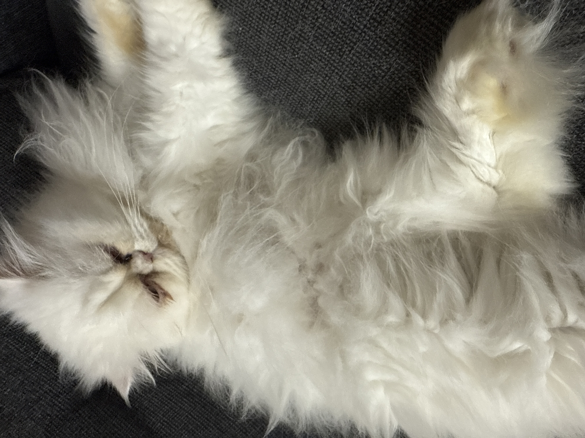 A fluffy white cat is lying on its back on a dark gray textured surface, possibly a couch or a bed. The cat appears to be sleeping or deeply relaxed. Its eyes are closed and its mouth is slightly open. The location is not identifiable as Burgas, Bulgaria based on the provided image.