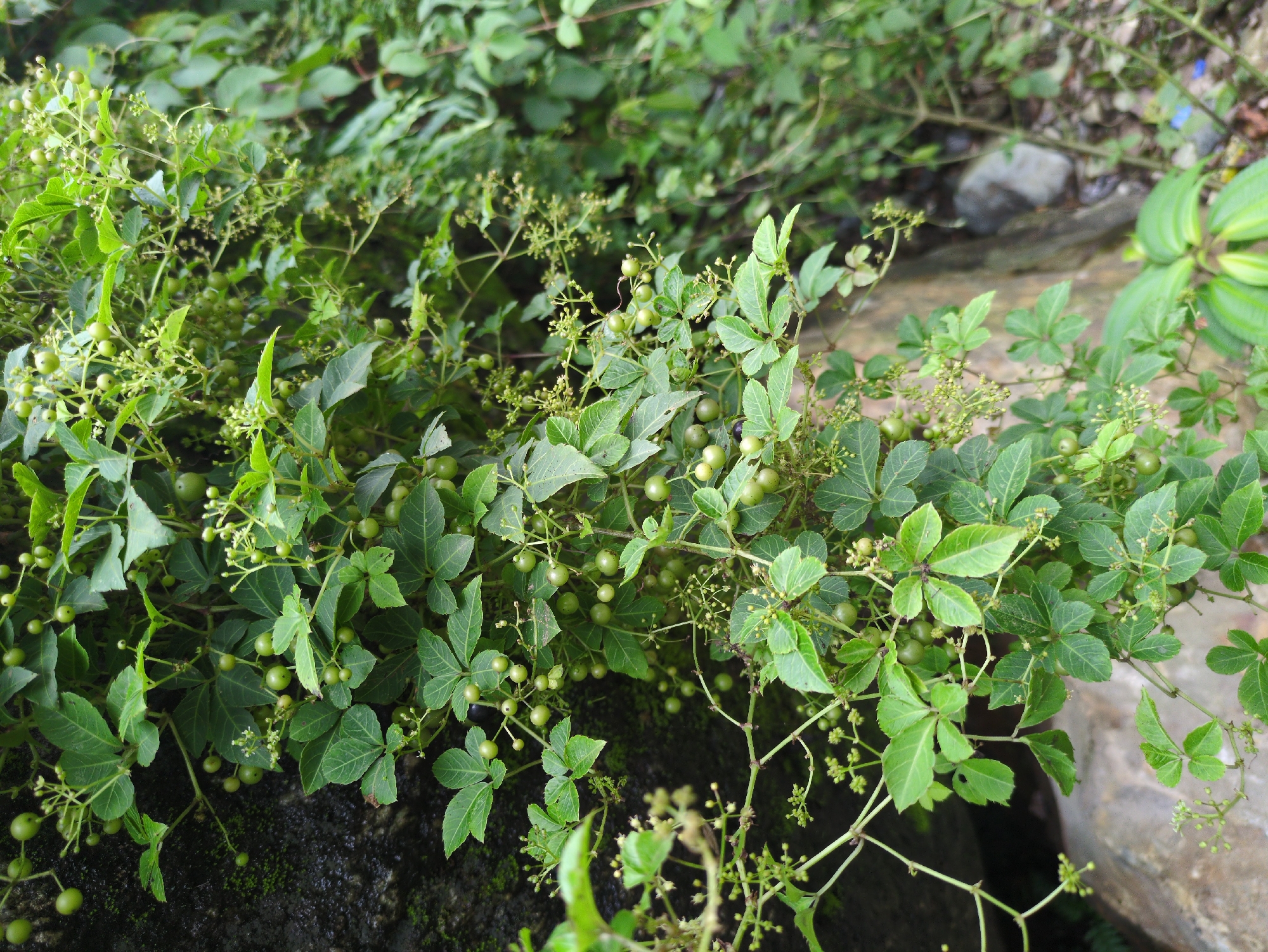 The image depicts a close-up view of a wild vine with green leaves and small, round green berries, growing on a dark, mossy surface, possibly a rock or wall, with a muted, out-of-focus background suggesting a natural environment. The vine has thin stems and clusters of delicate, underdeveloped flower buds. The lighting is natural and diffused, suggesting an overcast day or a shaded area. No people or animals are visible. The scene is consistent with a natural growth found in a humid, potentially forested or overgrown area in Haini, India, likely within a rural or less urbanized part of the city.