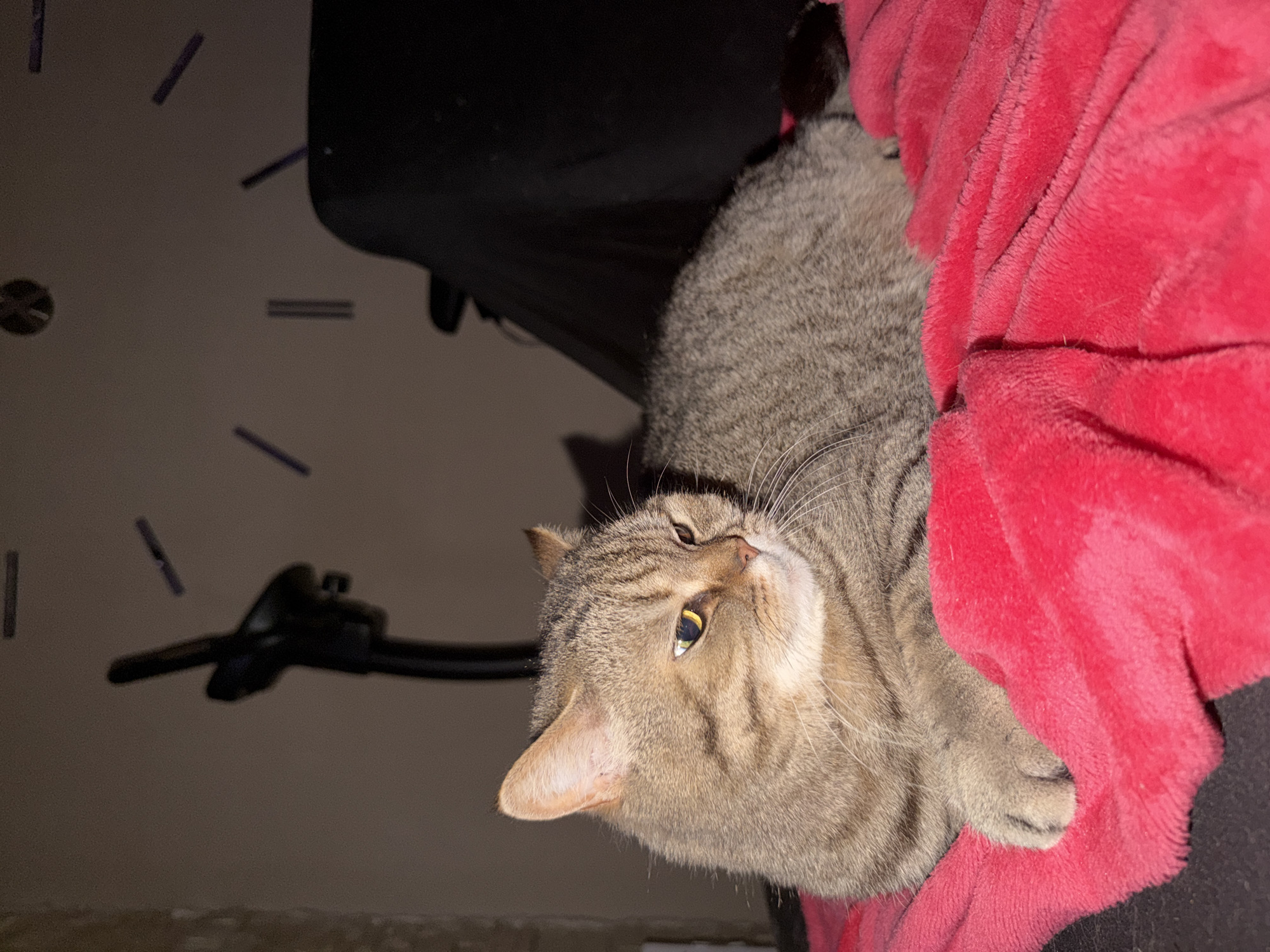 A medium shot, rotated counterclockwise, shows a tabby cat lying on a red blanket. The cat is gray and tan with striped markings. It is looking upwards with one yellow eye visible. Behind the cat is a black object, possibly a chair. In the background, there's a wall with indistinct markings. The location is likely an indoor space. There is no indication of Sofia, Bulgaria in the image.