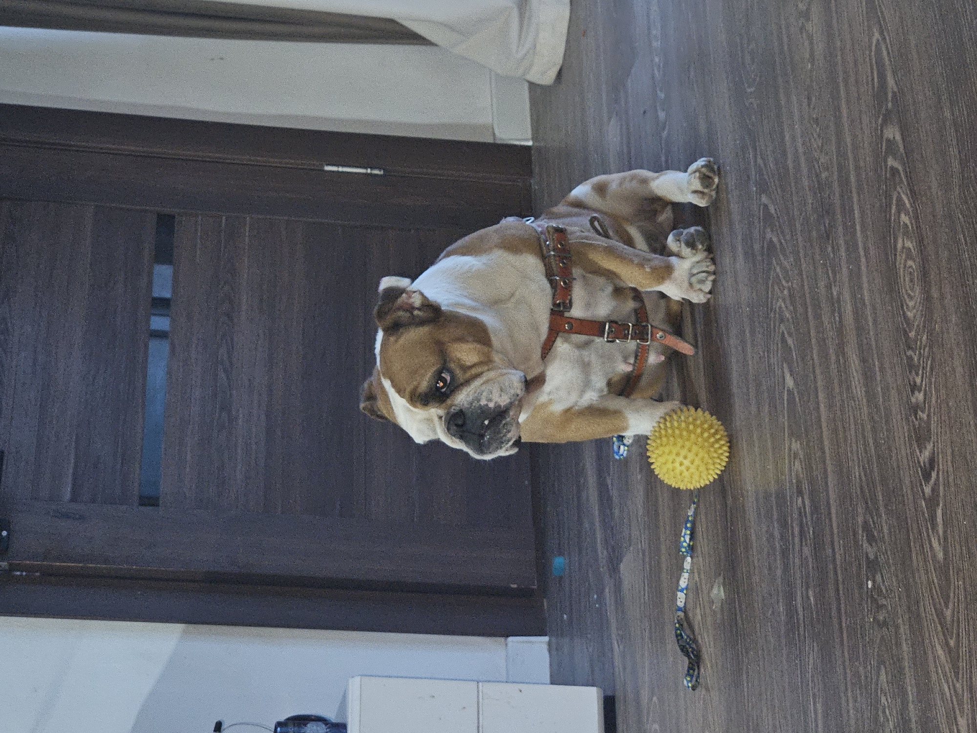 A fawn and white English Bulldog wearing a brown leather harness sits on a dark wooden floor in front of a dark wooden door. To the left of the dog is a spiky yellow ball, and to the left of the ball is a dog toy resembling a rope with blue and white accents. The dog is facing to the left of the frame, with its head turned slightly towards the camera. The background shows a white cabinet on the far left, the dark wooden door with horizontal glass insets, and a cream-colored curtain on the far right. The scene appears to be indoors, possibly in a residential setting. The image is not sufficient to determine its location in the city of Astana, Kazakhstan.