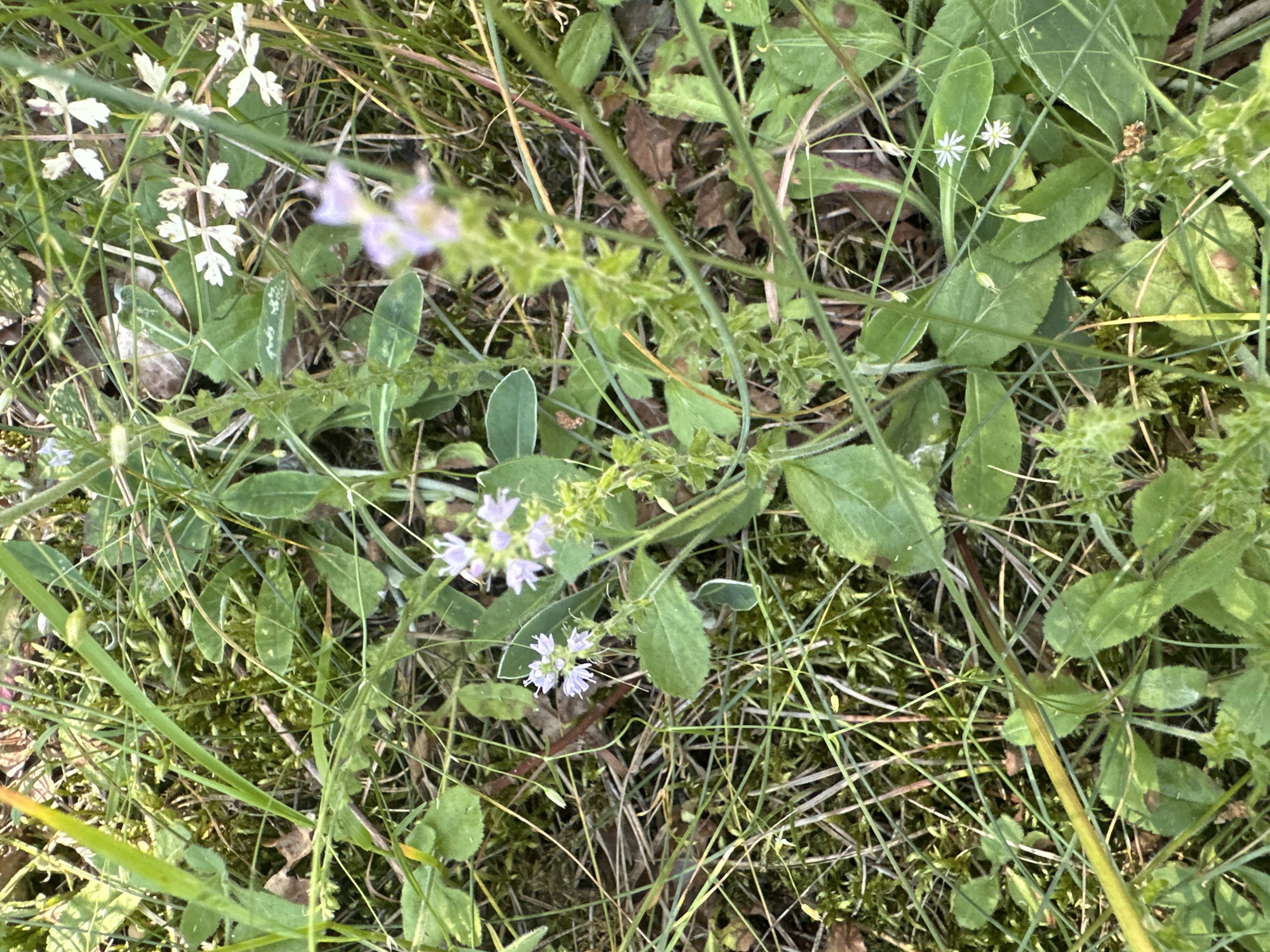 A close-up, overhead shot captures a patch of dense, green vegetation. The scene is dominated by various shades of green from grass blades, leaves, and moss. Amongst the greenery, small, delicate white flowers with thin petals are visible, some with four petals arranged in a star-like pattern, while others are clusters of tiny purple flowers. Brown, dried leaves and twigs are scattered throughout the undergrowth, interspersed with patches of dark green moss. The lighting suggests it is daytime, with some areas illuminated by sunlight and others in shadow, creating a natural, dappled effect. The overall impression is one of a natural, undisturbed wild area.