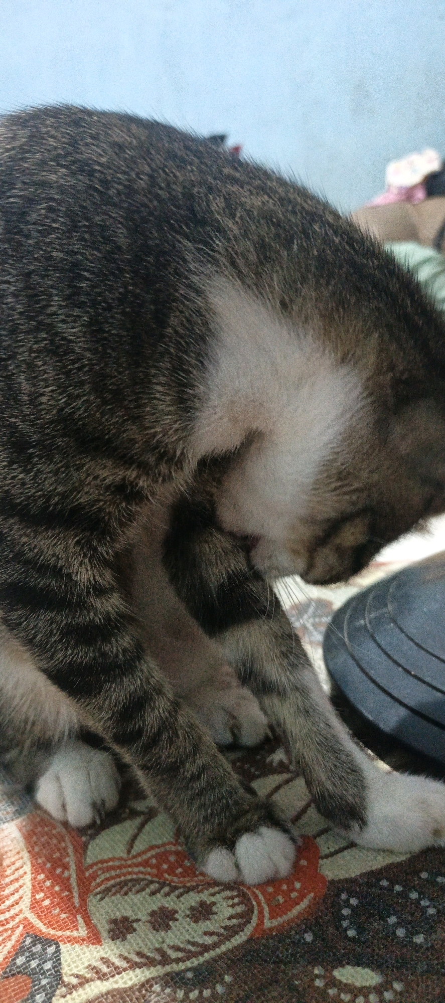 The image is a close-up shot of a domestic shorthair cat, with tabby markings and white paws, grooming itself. The cat is positioned on a patterned fabric surface, possibly a tablecloth or blanket, which displays orange, white, and green floral motifs. In the background, a portion of a black circular object, likely a fan or speaker, is visible on the right side. The wall behind the cat is a light blue color. The scene appears to be indoors, within a residential setting. There are no people visible in the image. The cat's body is mostly captured from the side, with its head lowered as it licks its front leg. The image is taken from a slightly elevated angle, focusing on the cat's fur and paws. There is no specific information about the location within the city of Pematang Siantar, Indonesia, that can be inferred from the visual details of the photograph.